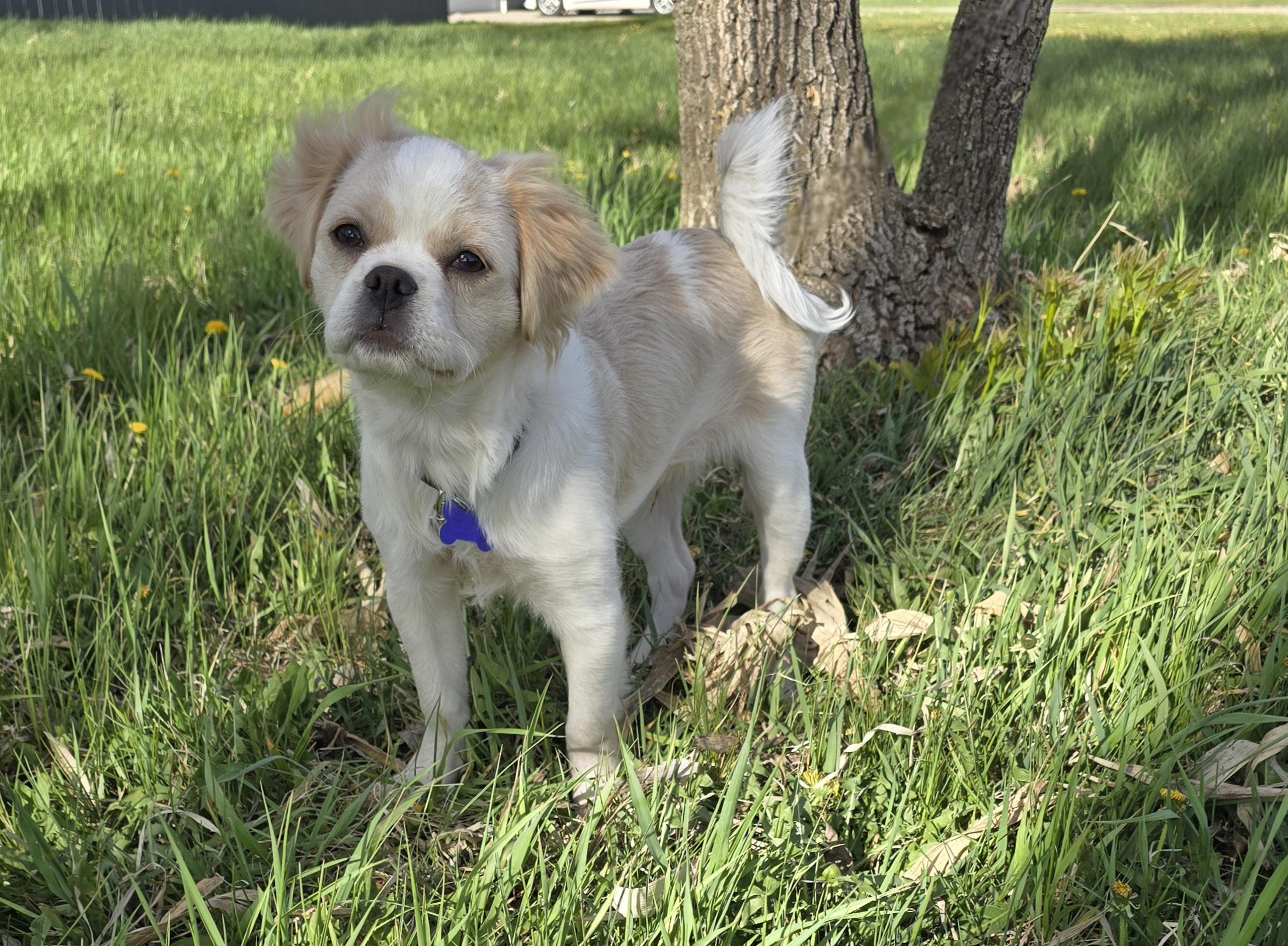 Theo-applications pending, a ADOPTABLE mixed breed in Jamestown, ND image 2/6