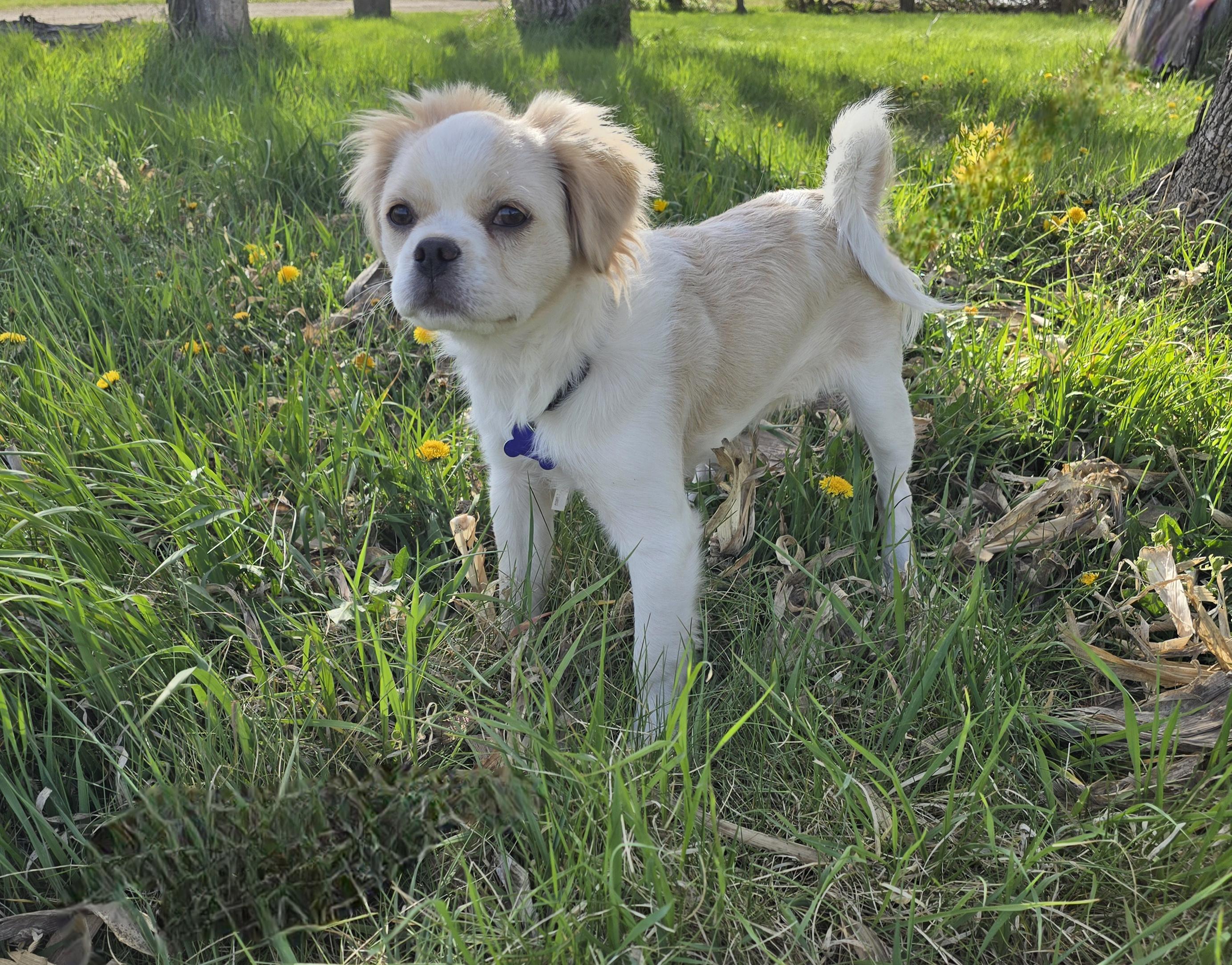 Theo-applications pending, a ADOPTABLE mixed breed in Jamestown, ND image 3/6