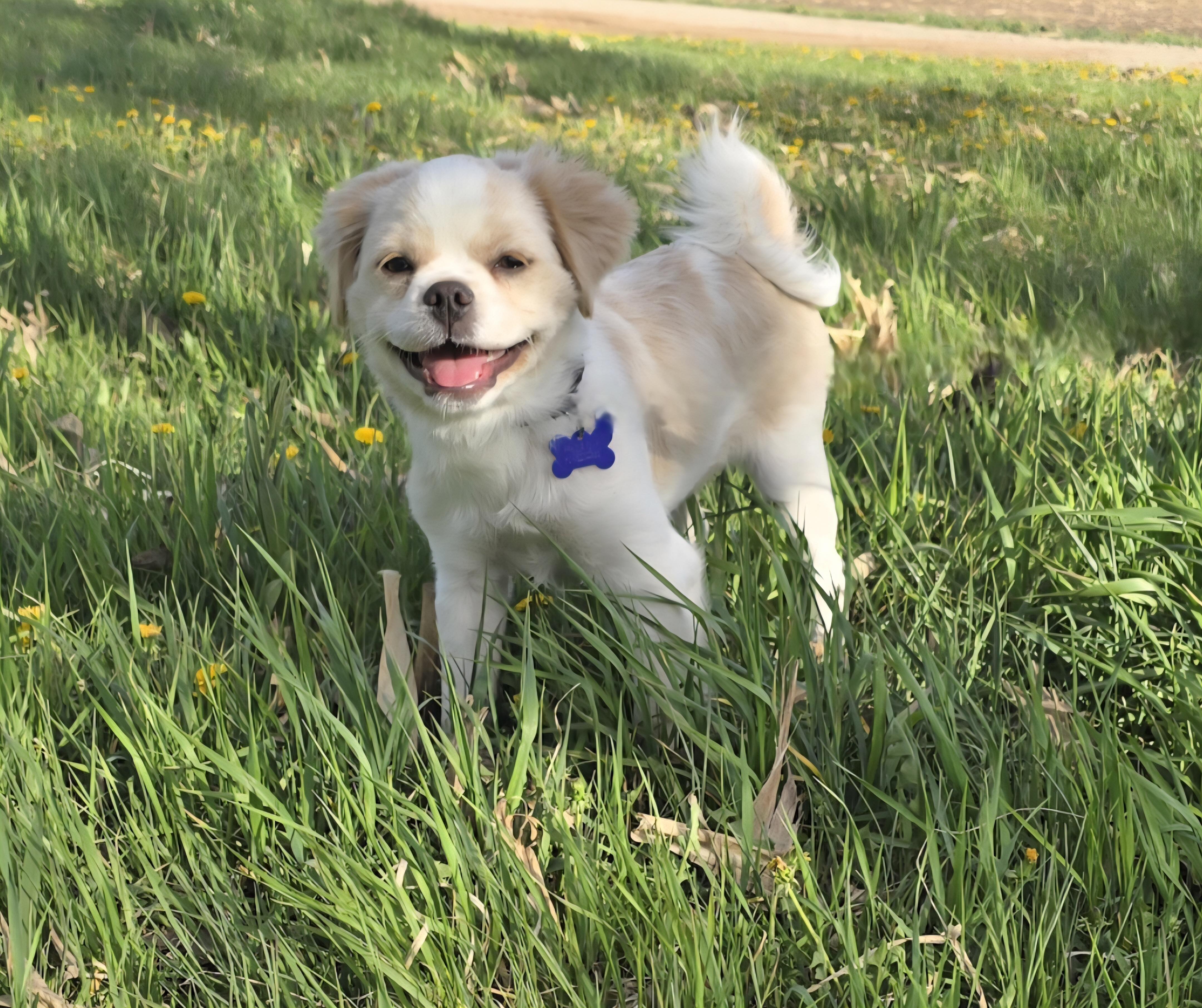 Theo-applications pending, a ADOPTABLE mixed breed in Jamestown, ND image 1/6