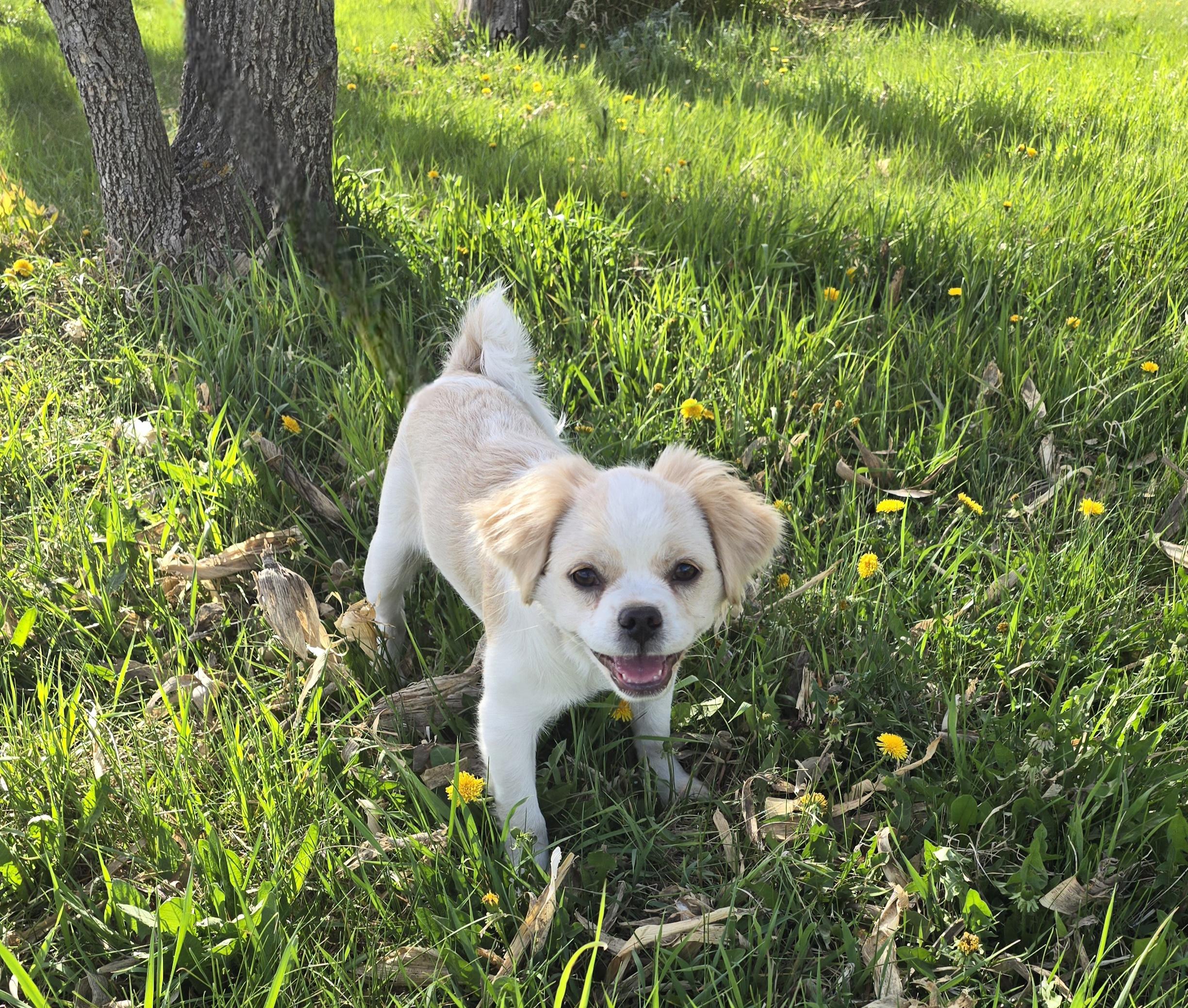 Theo-applications pending, a ADOPTABLE mixed breed in Jamestown, ND image 4/6