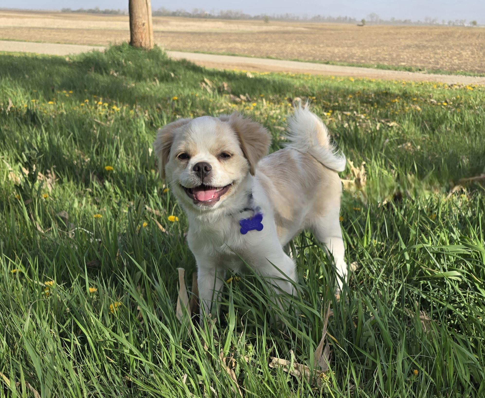 Theo-applications pending, a ADOPTABLE mixed breed in Jamestown, ND image 5/6