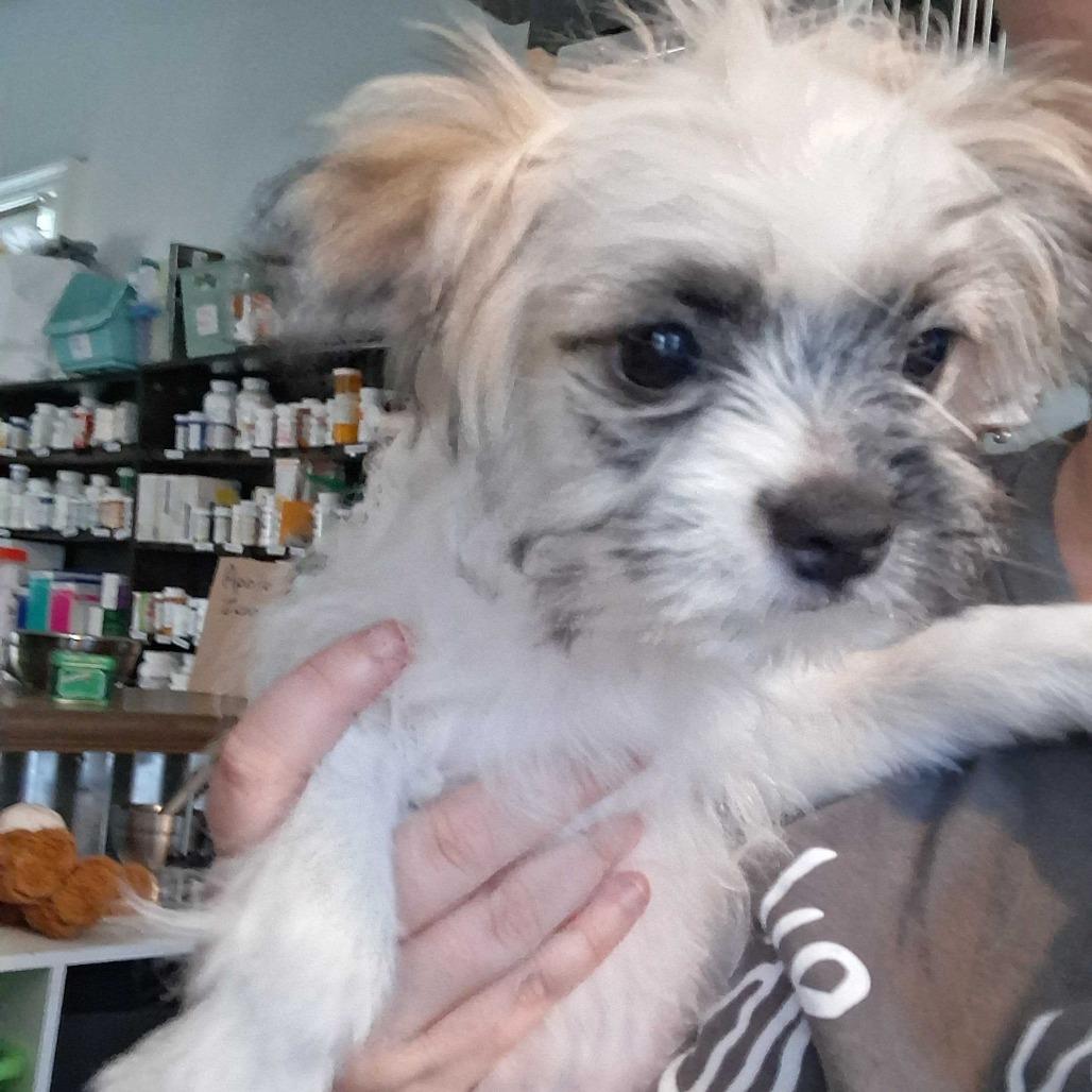 Enlarge Eustice (Benefactor Puppy), a Adoptable mixed breed in New Orleans, LA image 3/3