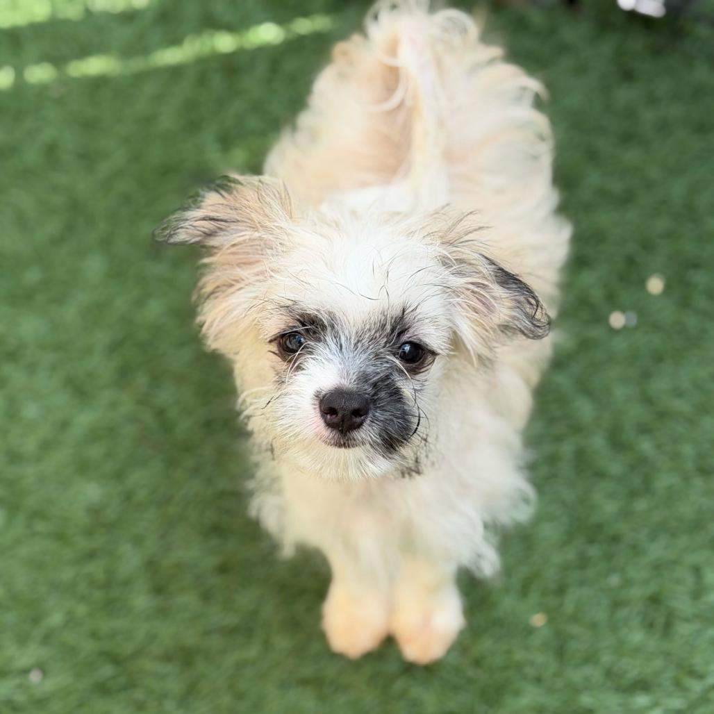 Enlarge Eustice (Benefactor Puppy), a Adoptable mixed breed in New Orleans, LA image 2/3