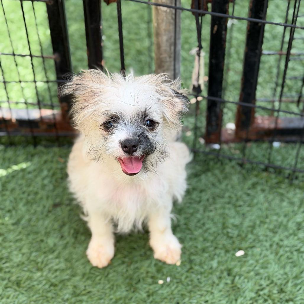 Enlarge Eustice (Benefactor Puppy), a Adoptable mixed breed in New Orleans, LA image 1/3