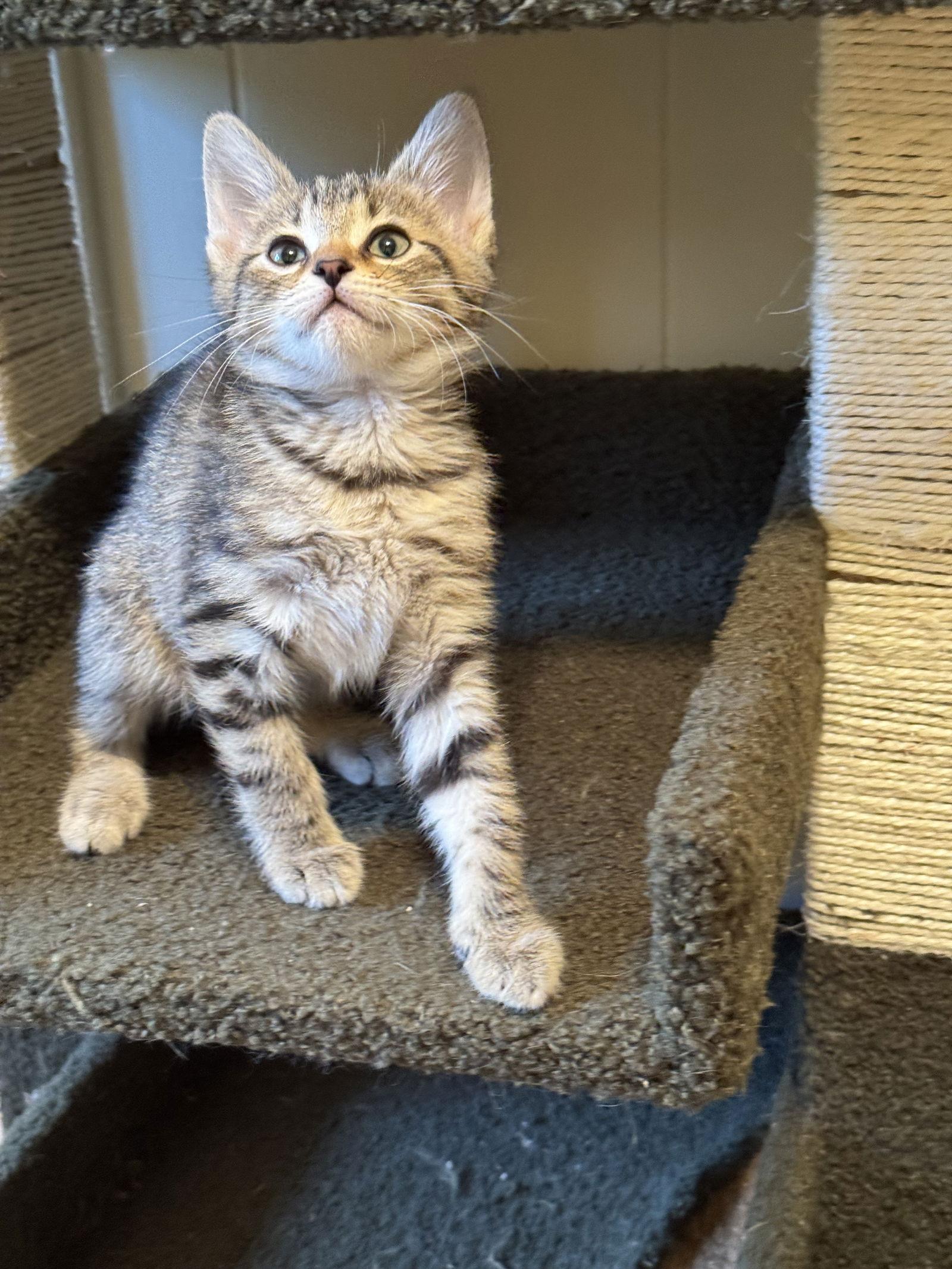 Sadie, Adopted, Young Female Tabby & Domestic Short Hair.