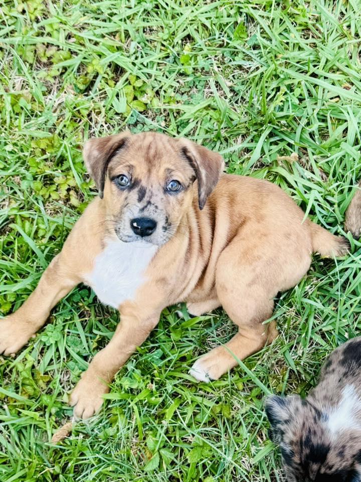 Anne, a Adoptable mixed breed in Knoxville, TN image 1/6