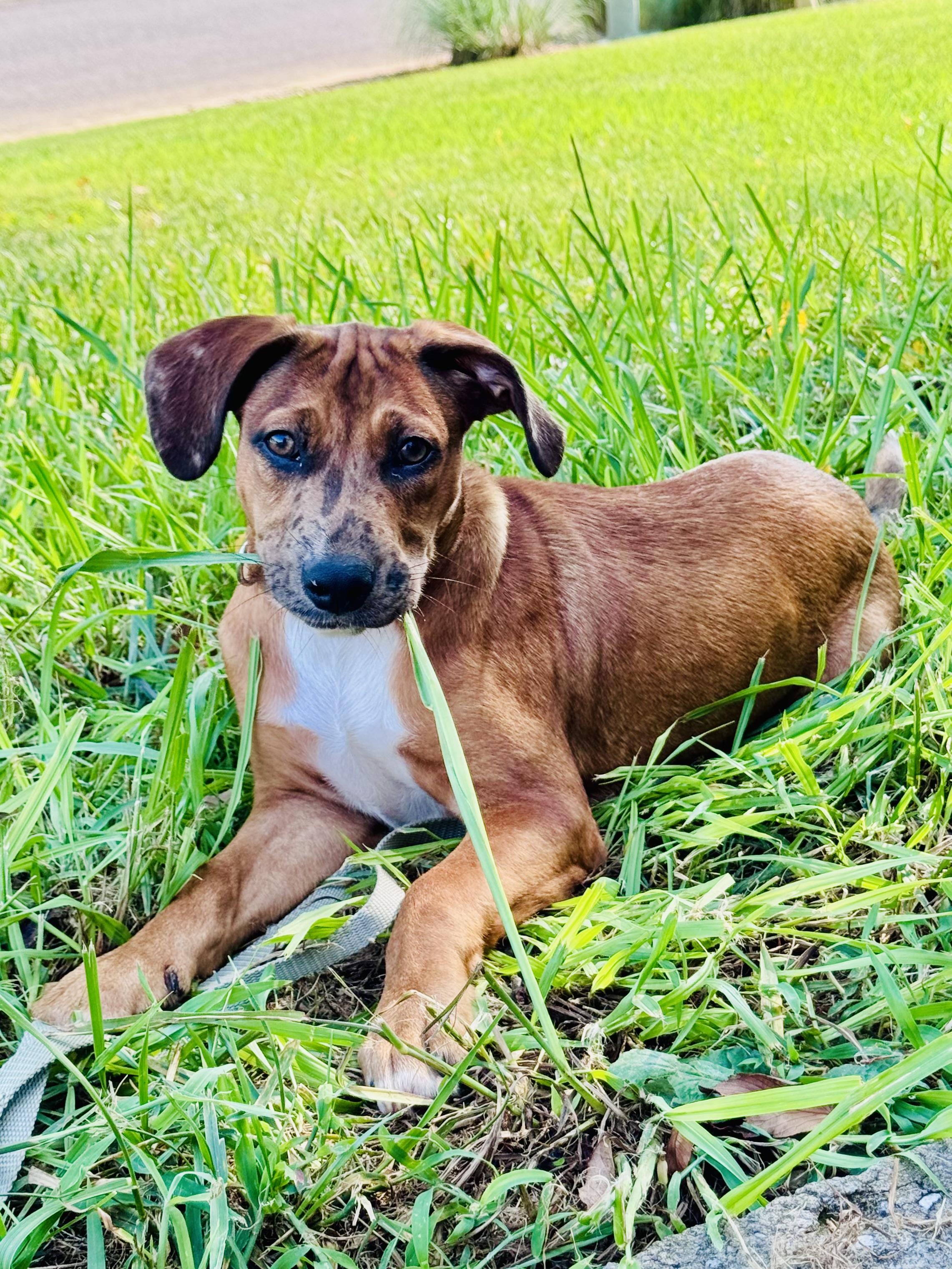 Anne, a Adoptable mixed breed in Knoxville, TN image 2/6