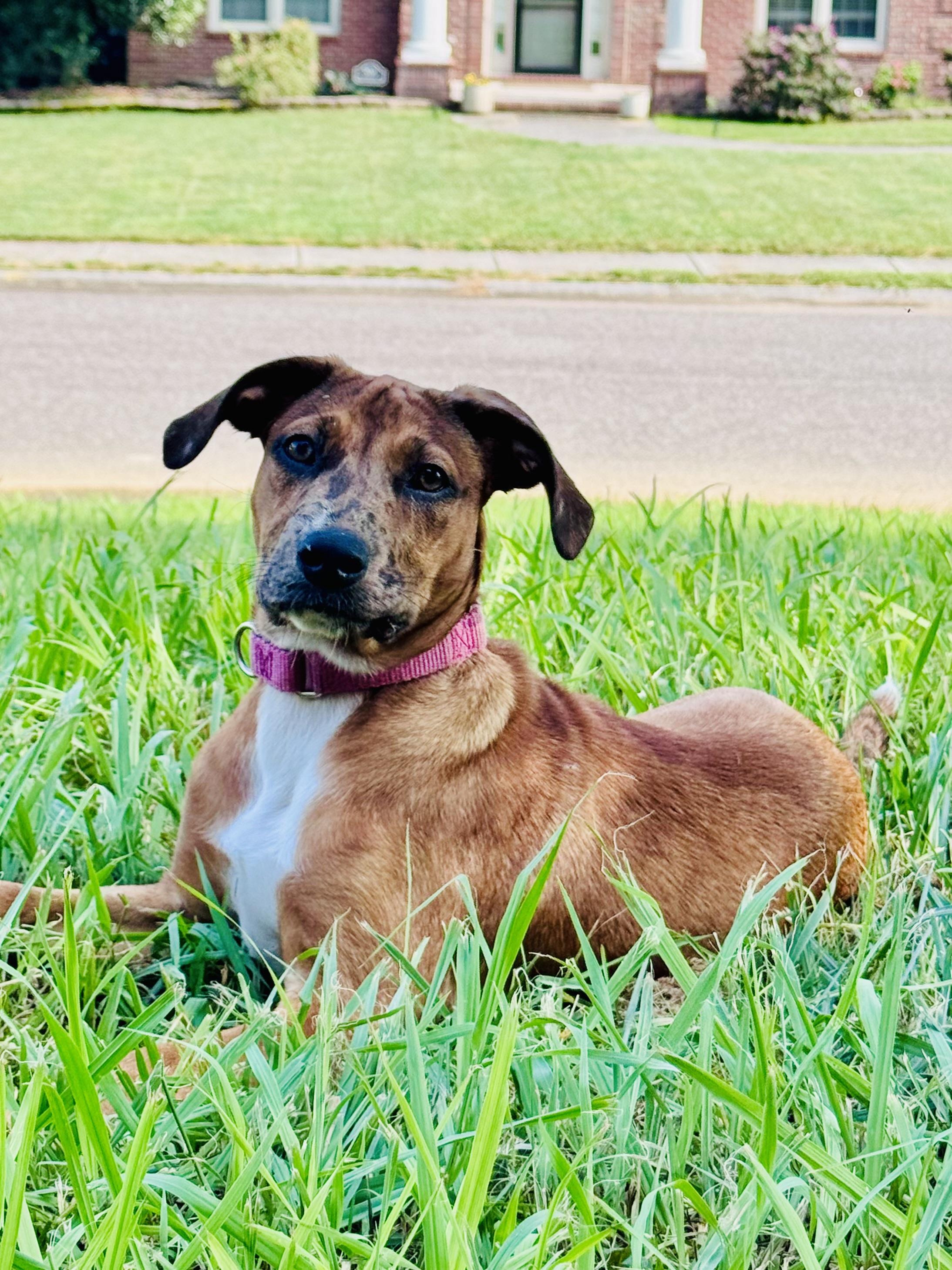 Anne, a Adoptable mixed breed in Knoxville, TN image 3/6