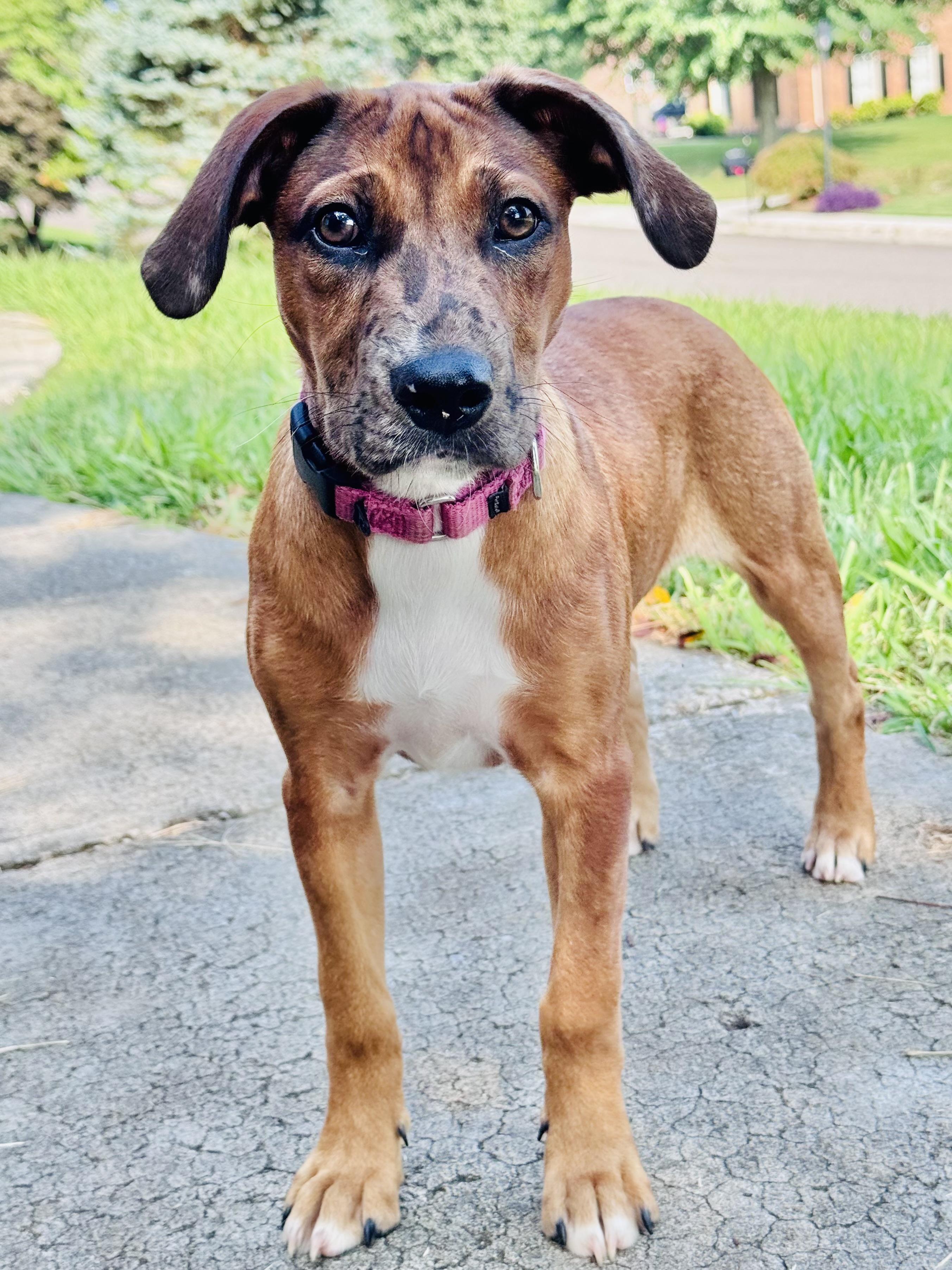 Anne, a Adoptable mixed breed in Knoxville, TN image 4/6
