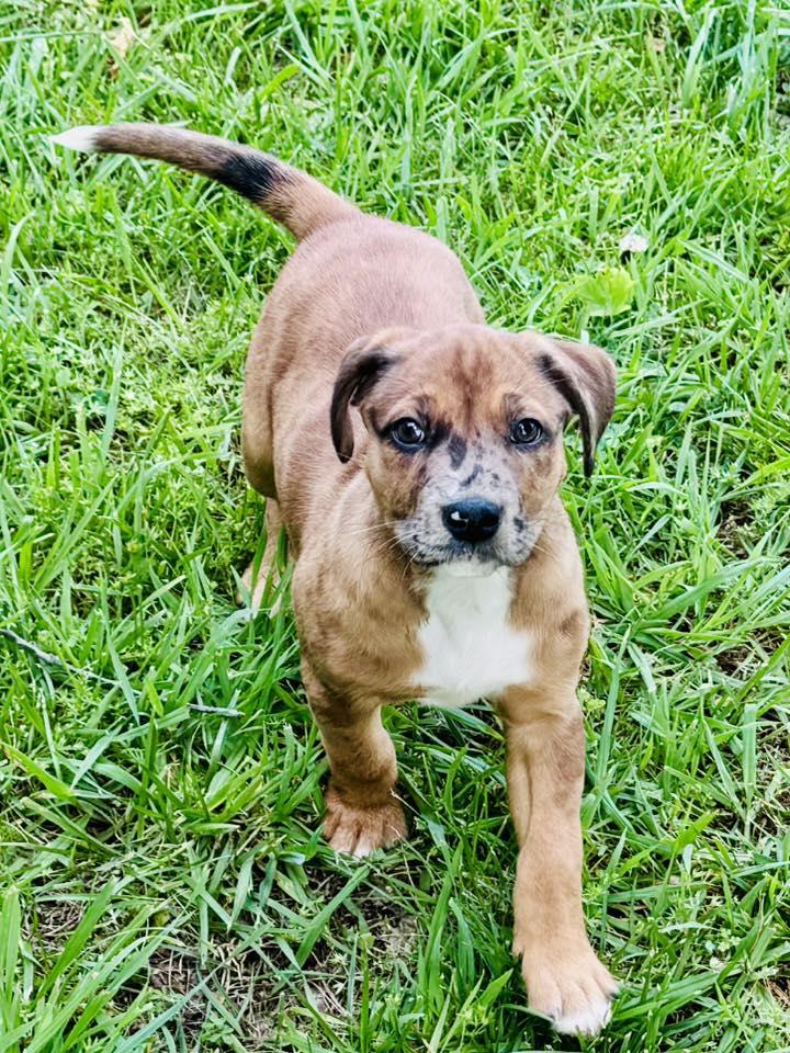 Anne, a Adoptable mixed breed in Knoxville, TN image 5/6