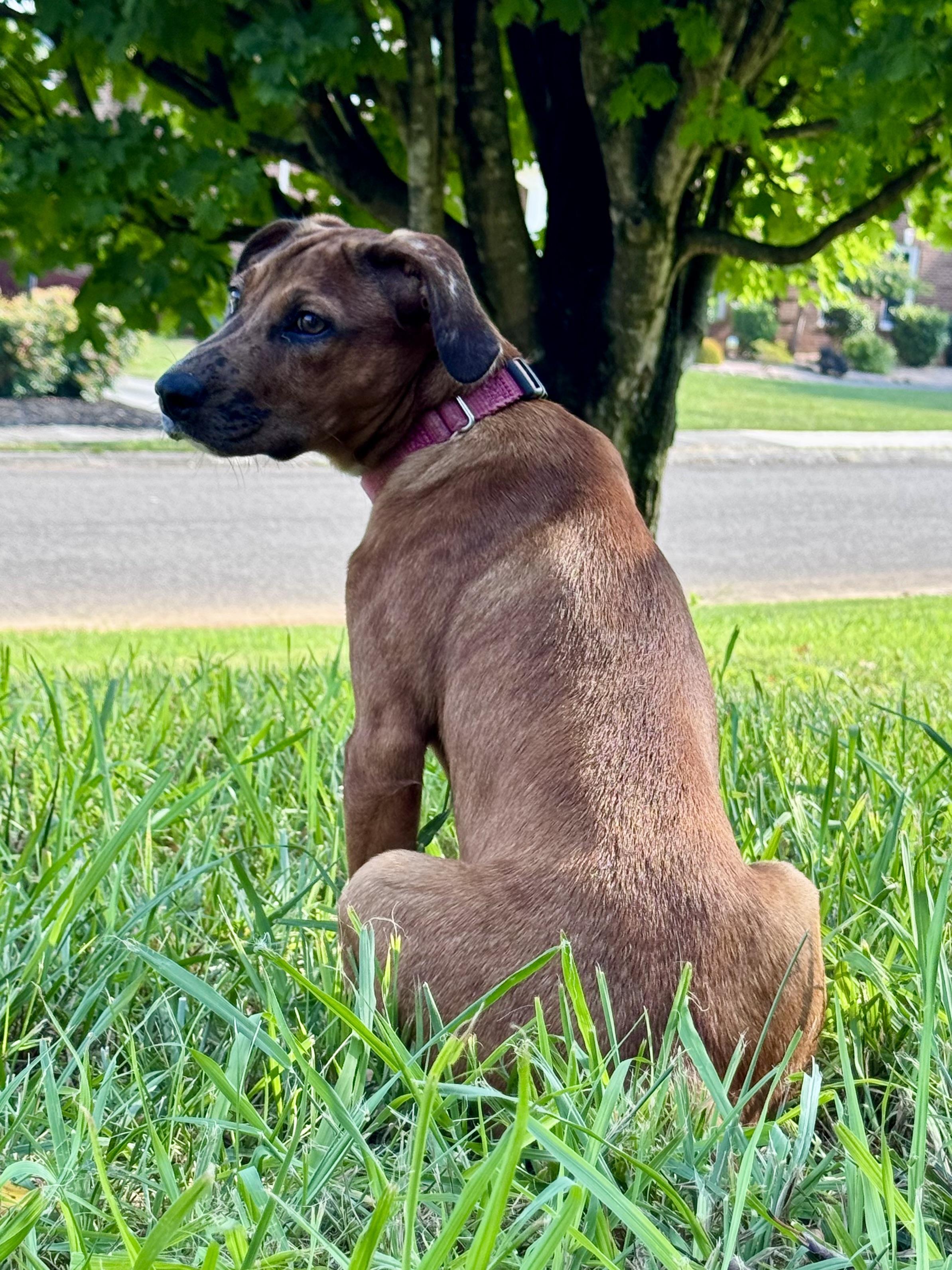 Anne, a Adoptable mixed breed in Knoxville, TN image 6/6