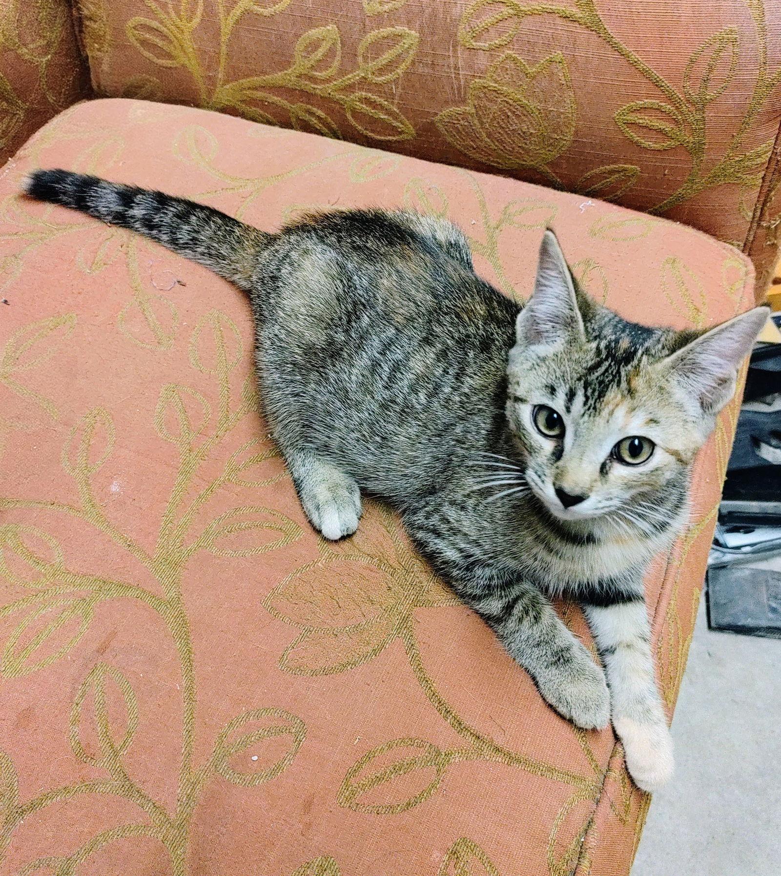 Enlarge Eowyn, a Adopted mixed breed in Georgetown, KY image 3/3