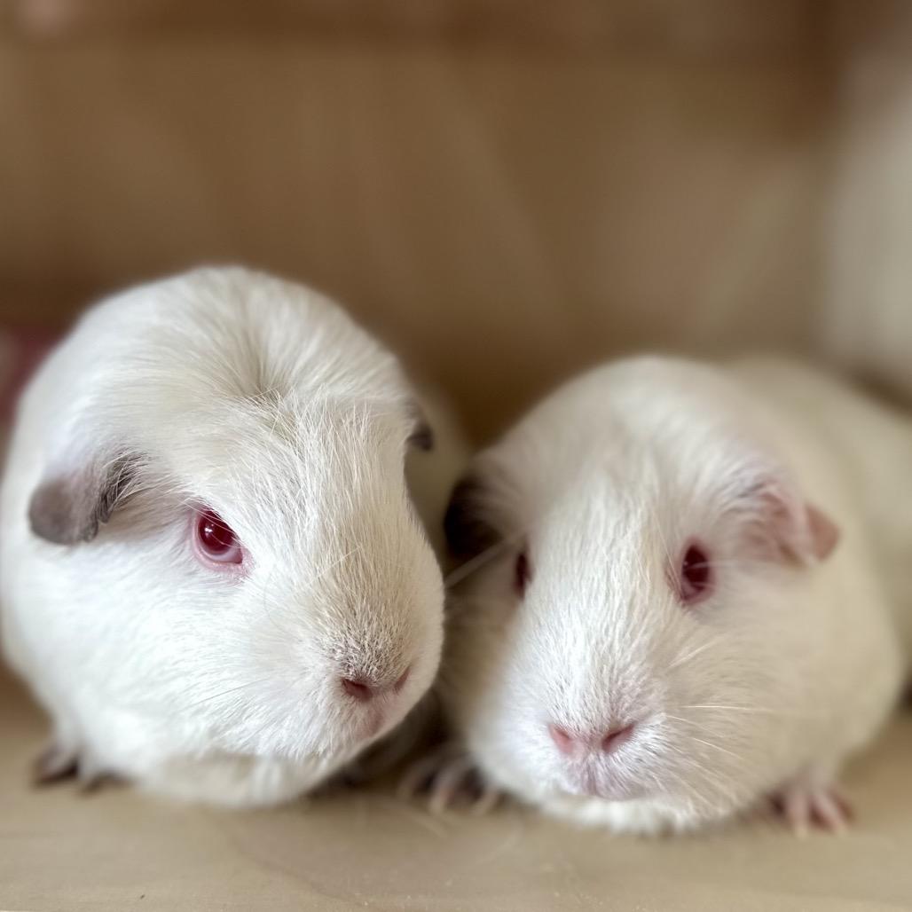 Asia, Adoptable, Adult Female Guinea Pig & Guinea PigMix.