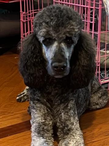 Enlarge Buddy, a Adopted Poodle in Chicago, IL image 1/1