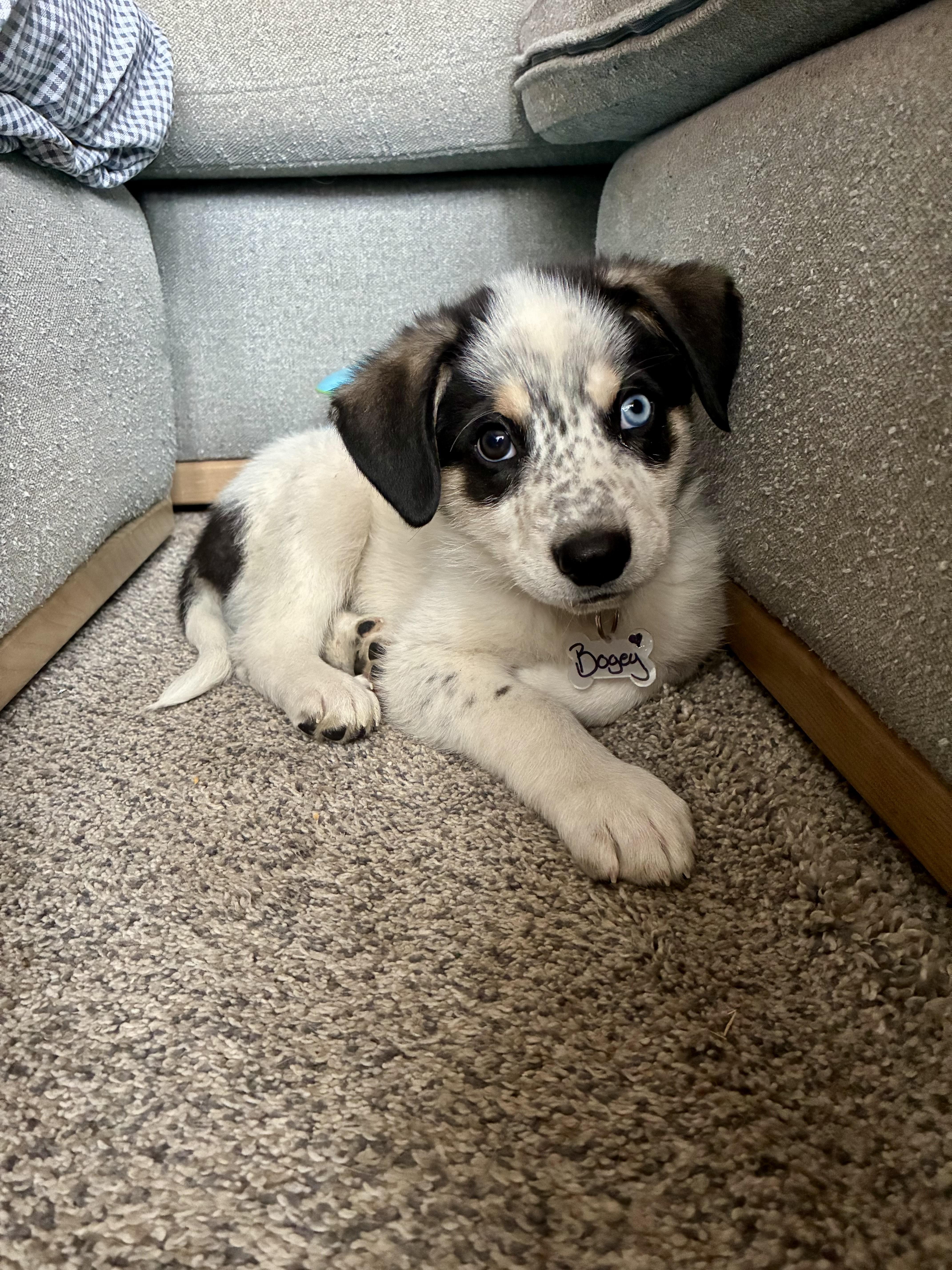 Enlarge Bogey, an adopted mixed breed in Columbia, MD image 3/4