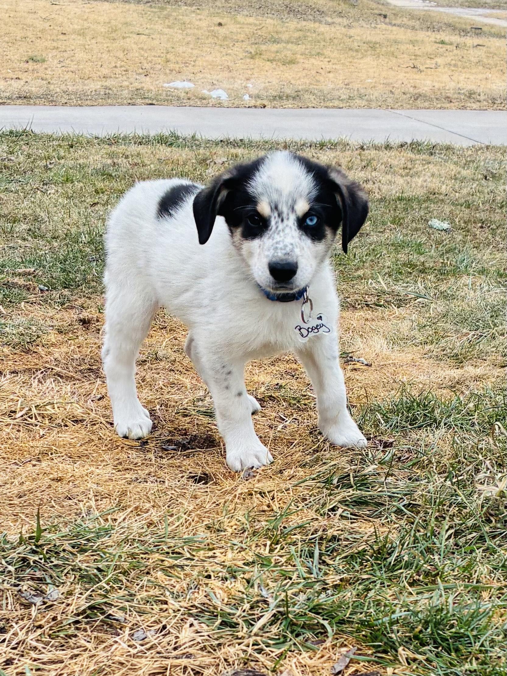 Enlarge Bogey, an adopted mixed breed in Columbia, MD image 4/4