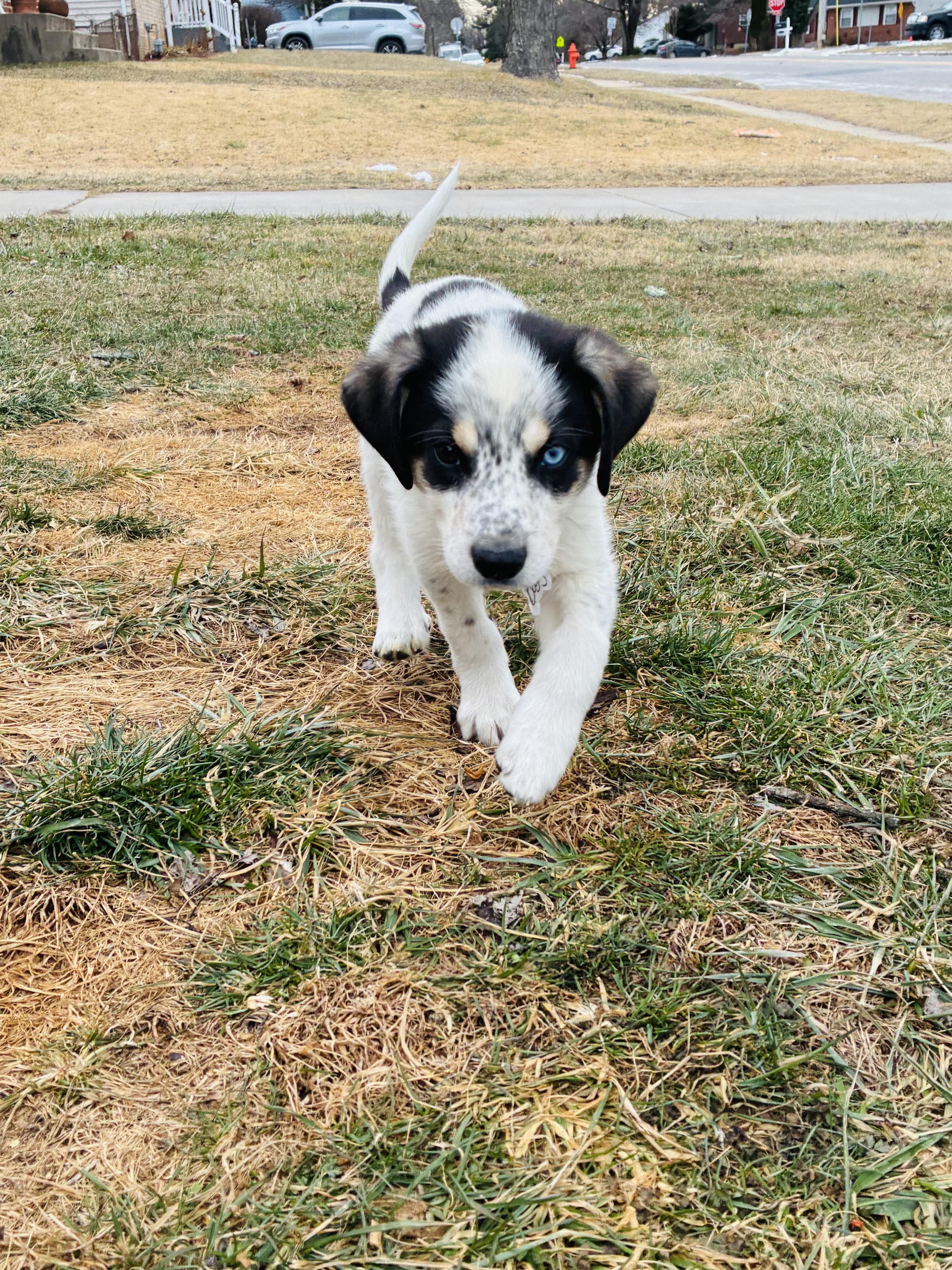 Enlarge Bogey, an adopted mixed breed in Columbia, MD image 2/4