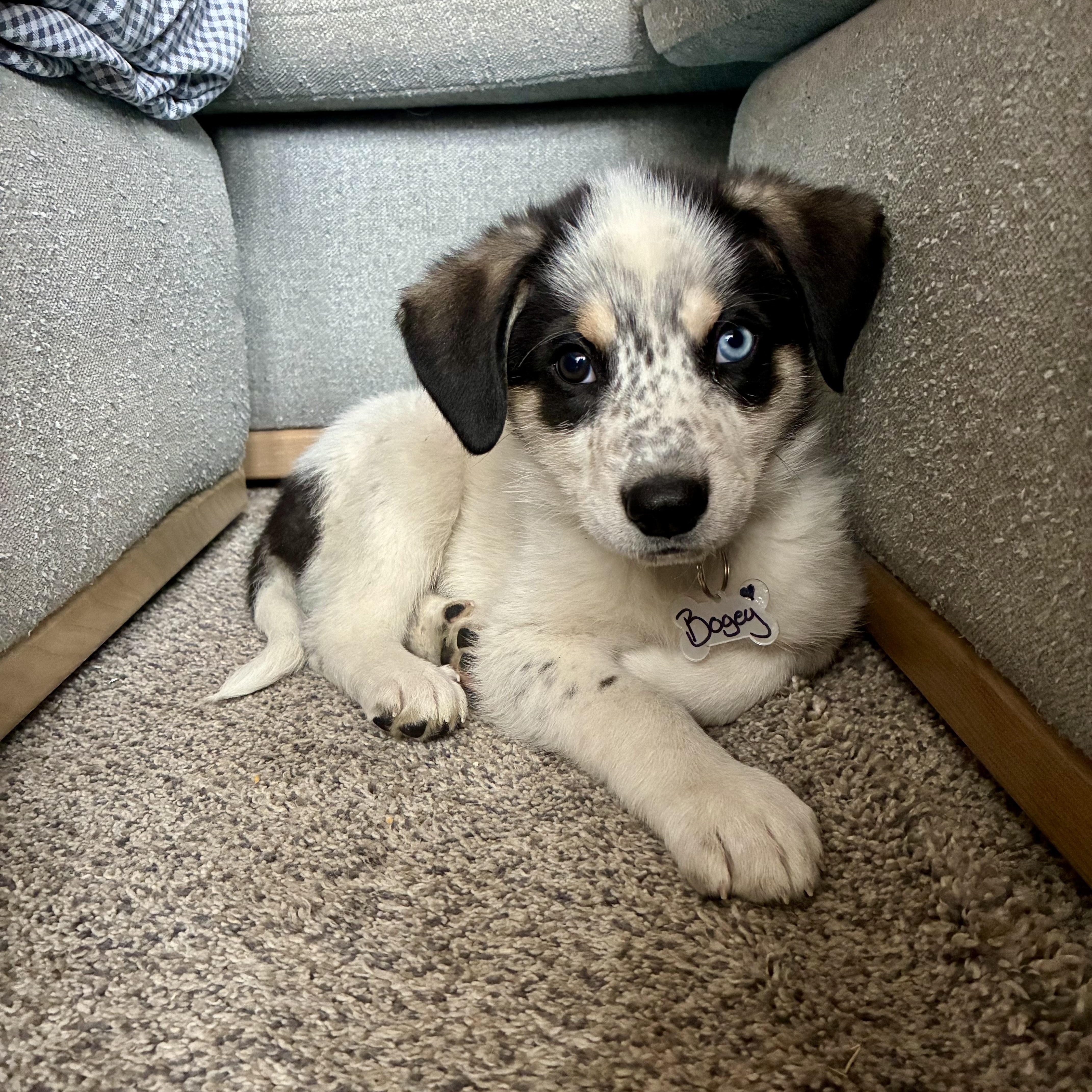 Bogey, adopted, Puppy Male Great Pyrenees & Australian Shepherd.