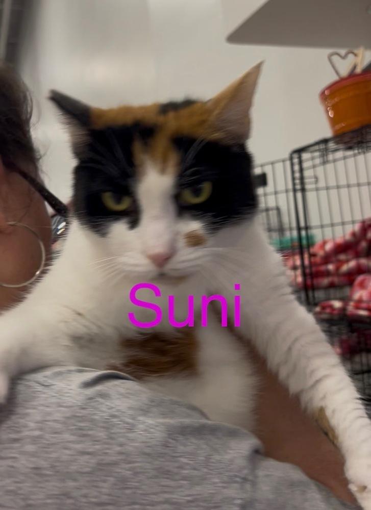 Suni, Adoptable, Senior Female Calico.