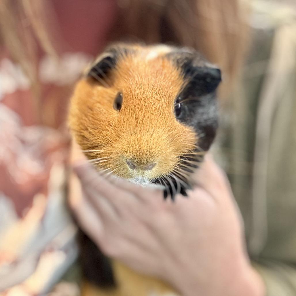 Daisy, Adoptable, Young Female Guinea Pig.