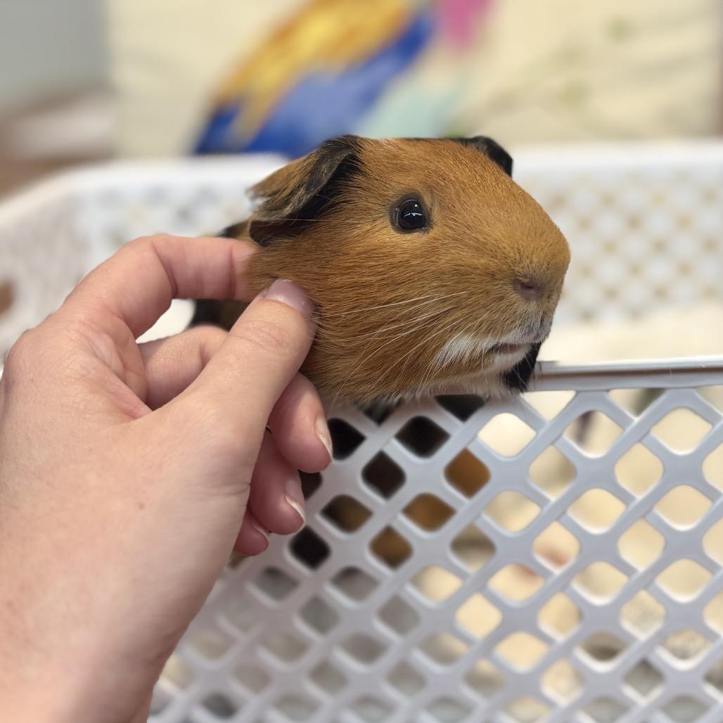 Enlarge Daisy, a Adoptable Guinea Pig in Glenwood Springs, CO image 2/4