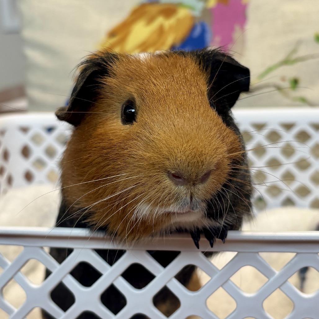 Enlarge Daisy, a Adoptable Guinea Pig in Glenwood Springs, CO image 3/4