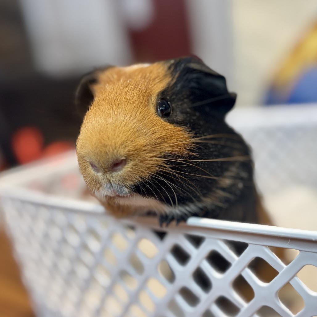 Enlarge Daisy, a Adoptable Guinea Pig in Glenwood Springs, CO image 4/4