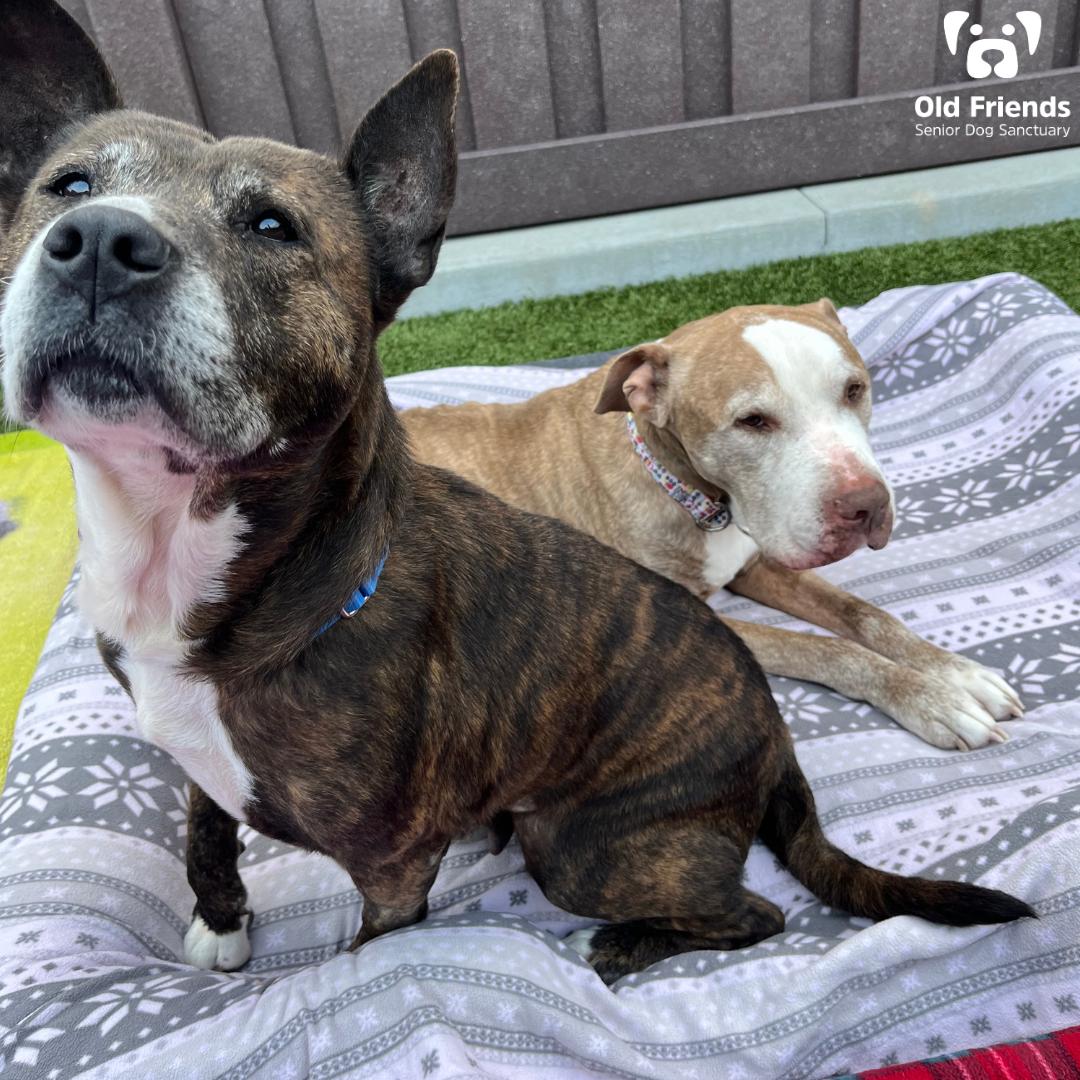 Monster and Lilac, Senior Male Pit Bull Terrier