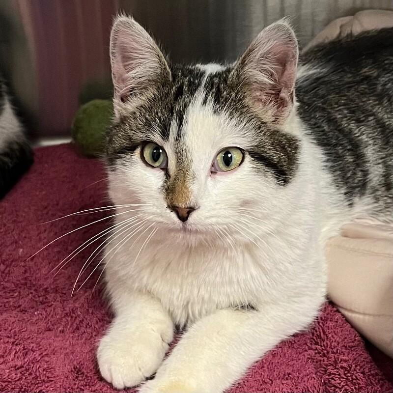 Bert, Adoptable, Young Male Domestic Short Hair.