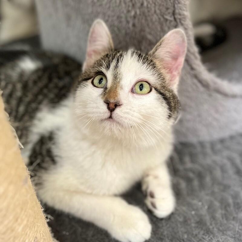 Enlarge Bert, a Adoptable Domestic Short Hair in Yankton, SD image 4/4