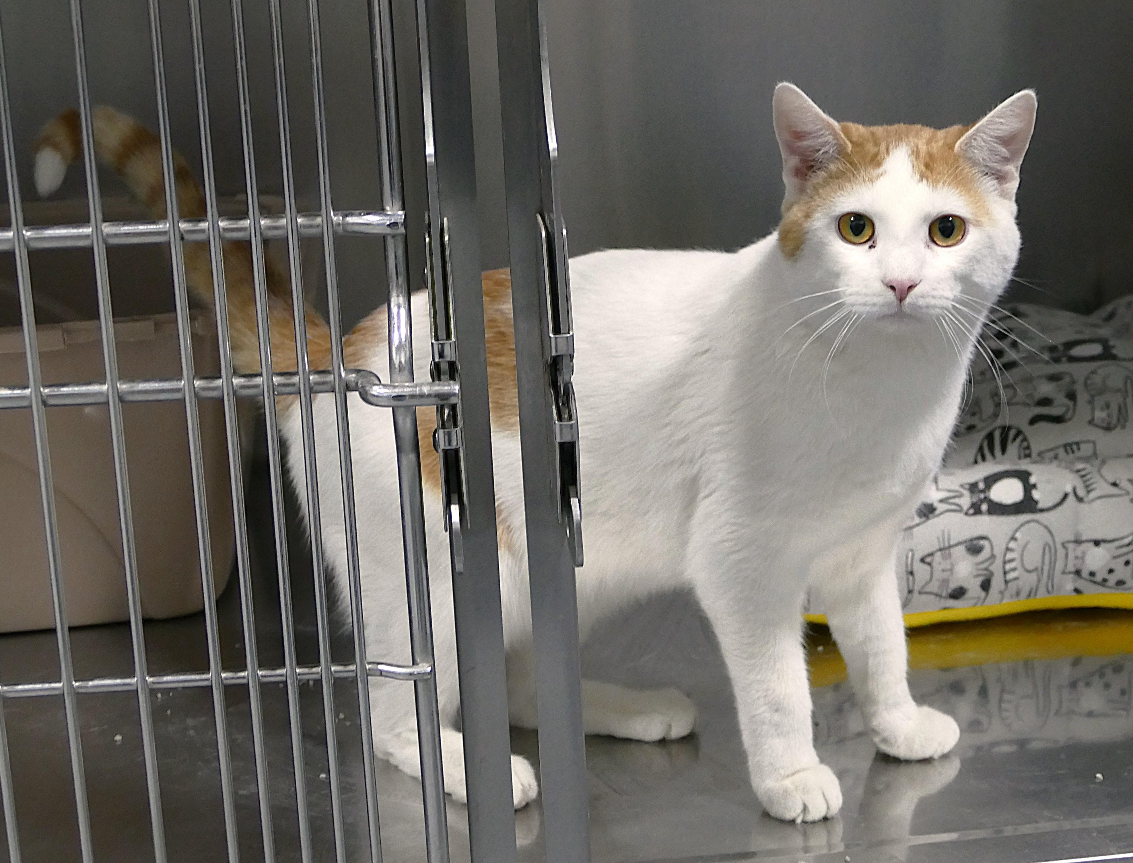 CREE, ADOPTABLE, Young Male Domestic Short Hair.