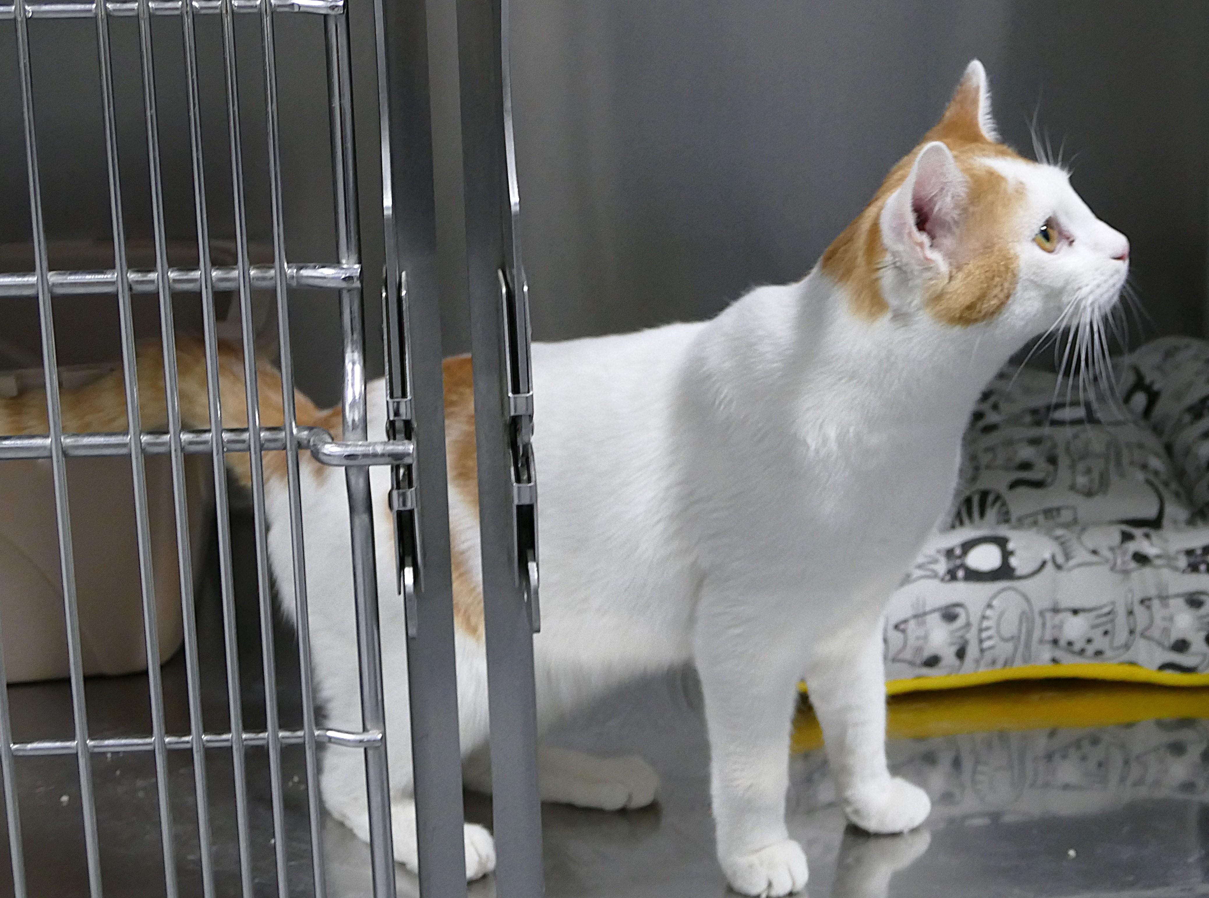 Enlarge CREE, a ADOPTABLE mixed breed in Beechbottom, WV image 2/2