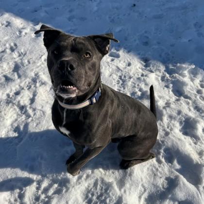 Adrik, Adoptable, Adult Male American Bulldog & Boxer.