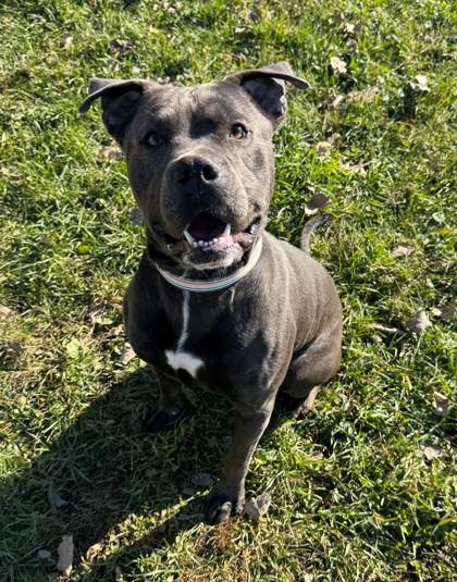 Enlarge Adrik, a Adoptable mixed breed in Willmar, MN image 2/3