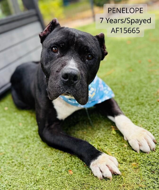 Penelope, Adoptable, Adult Female Pit Bull Terrier.