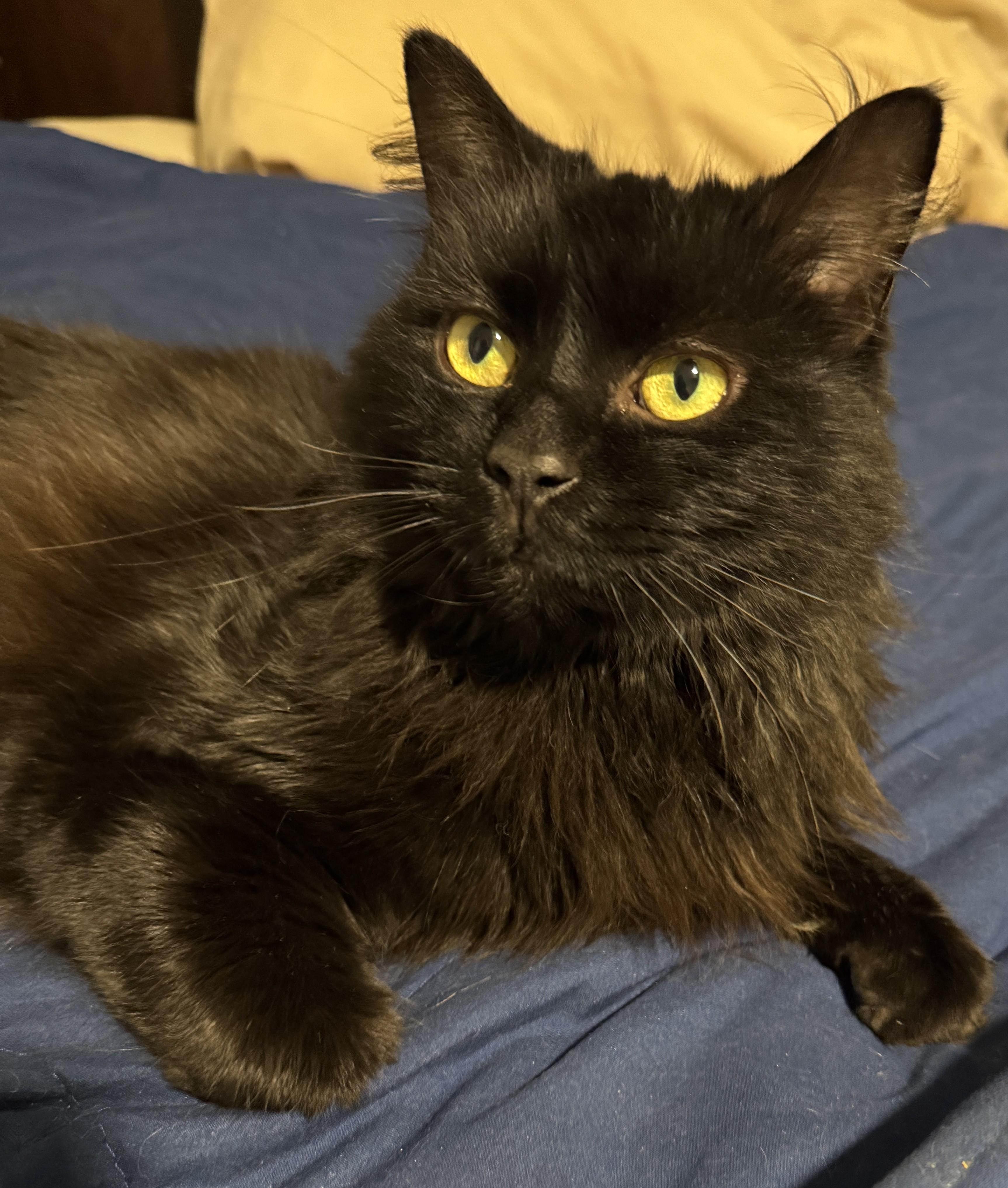 Echo, an adopted Domestic Long Hair in Columbus, OH image 3/5