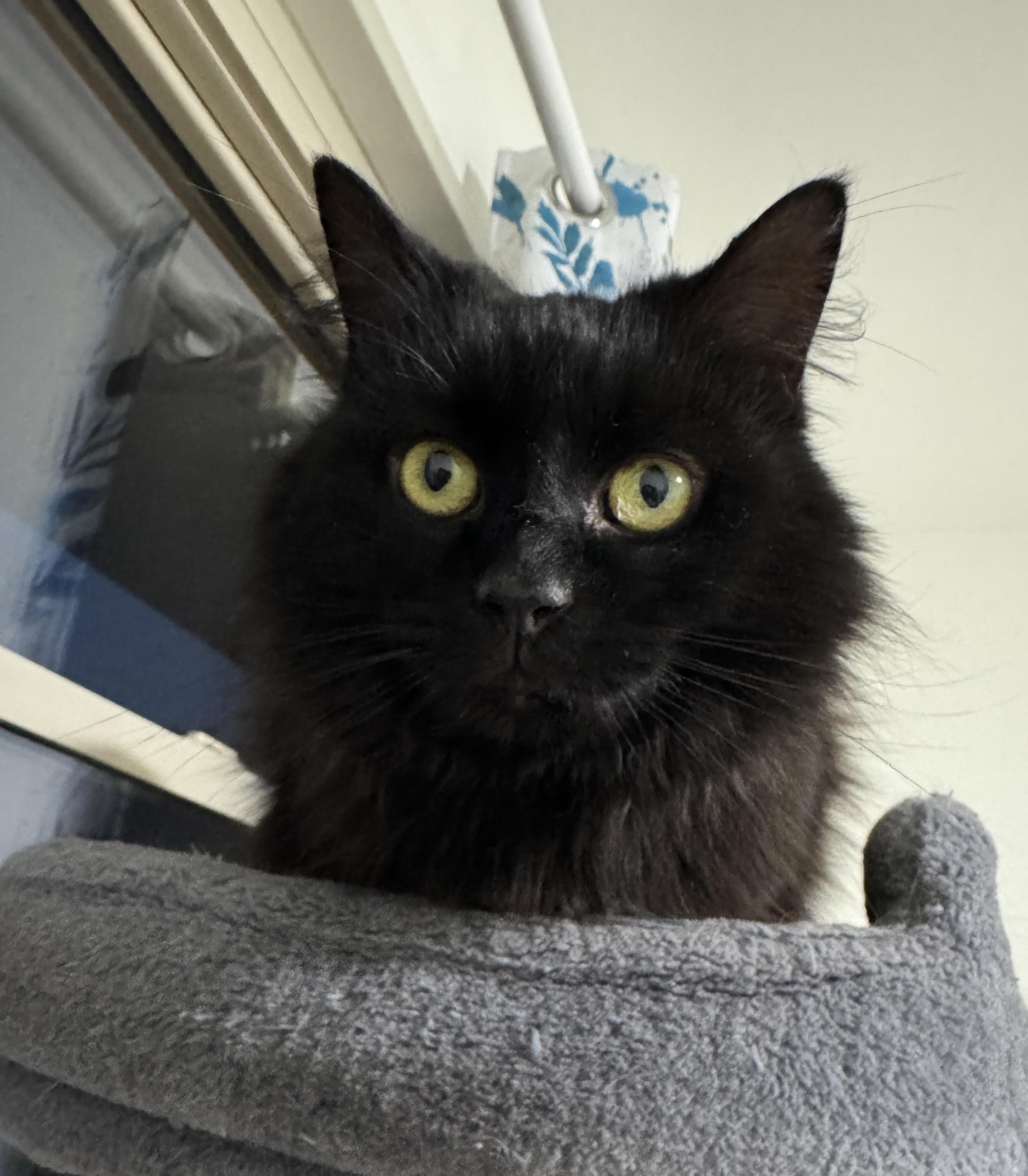 Echo, an adopted Domestic Long Hair in Columbus, OH image 4/5
