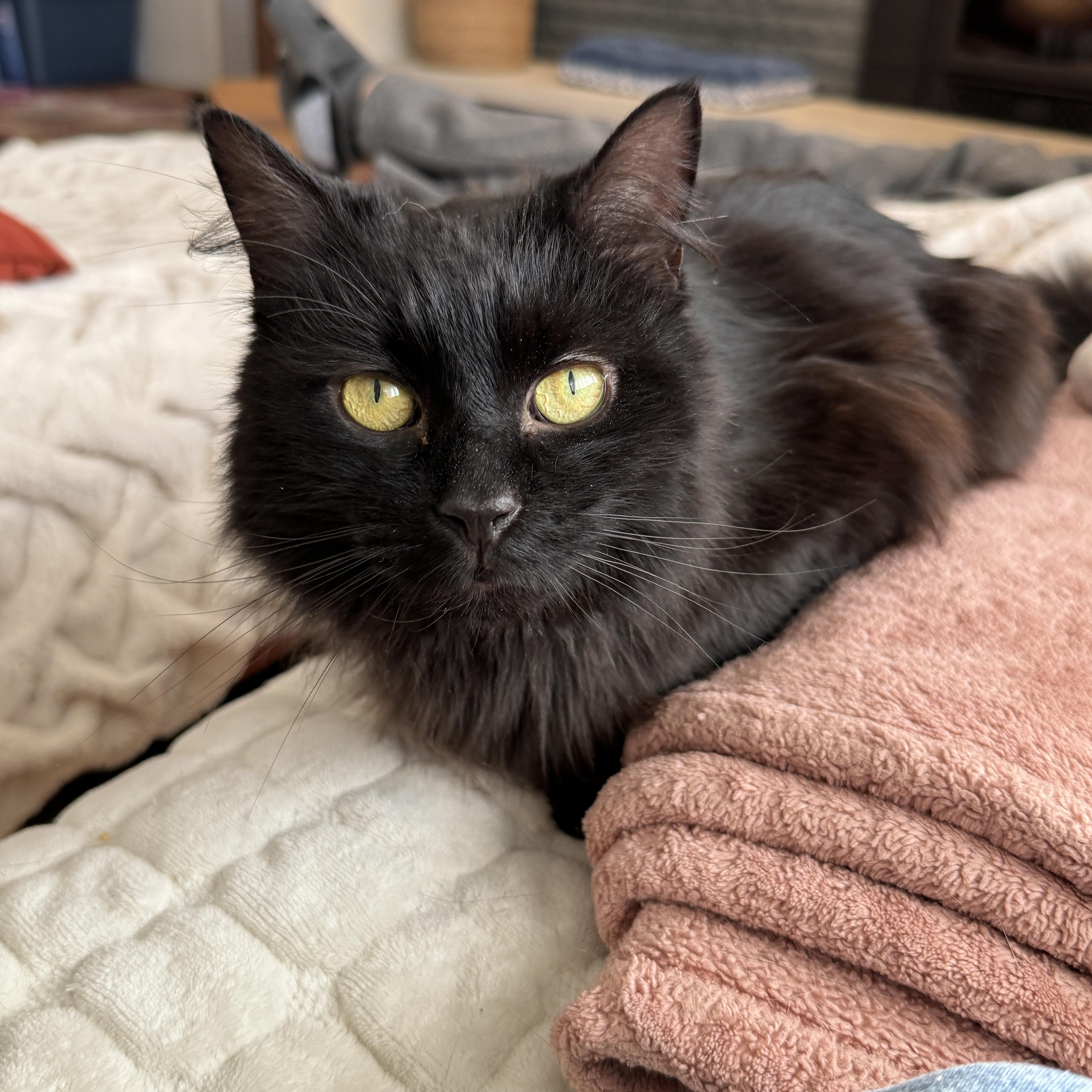 Echo, an adopted Domestic Long Hair in Columbus, OH image 5/5