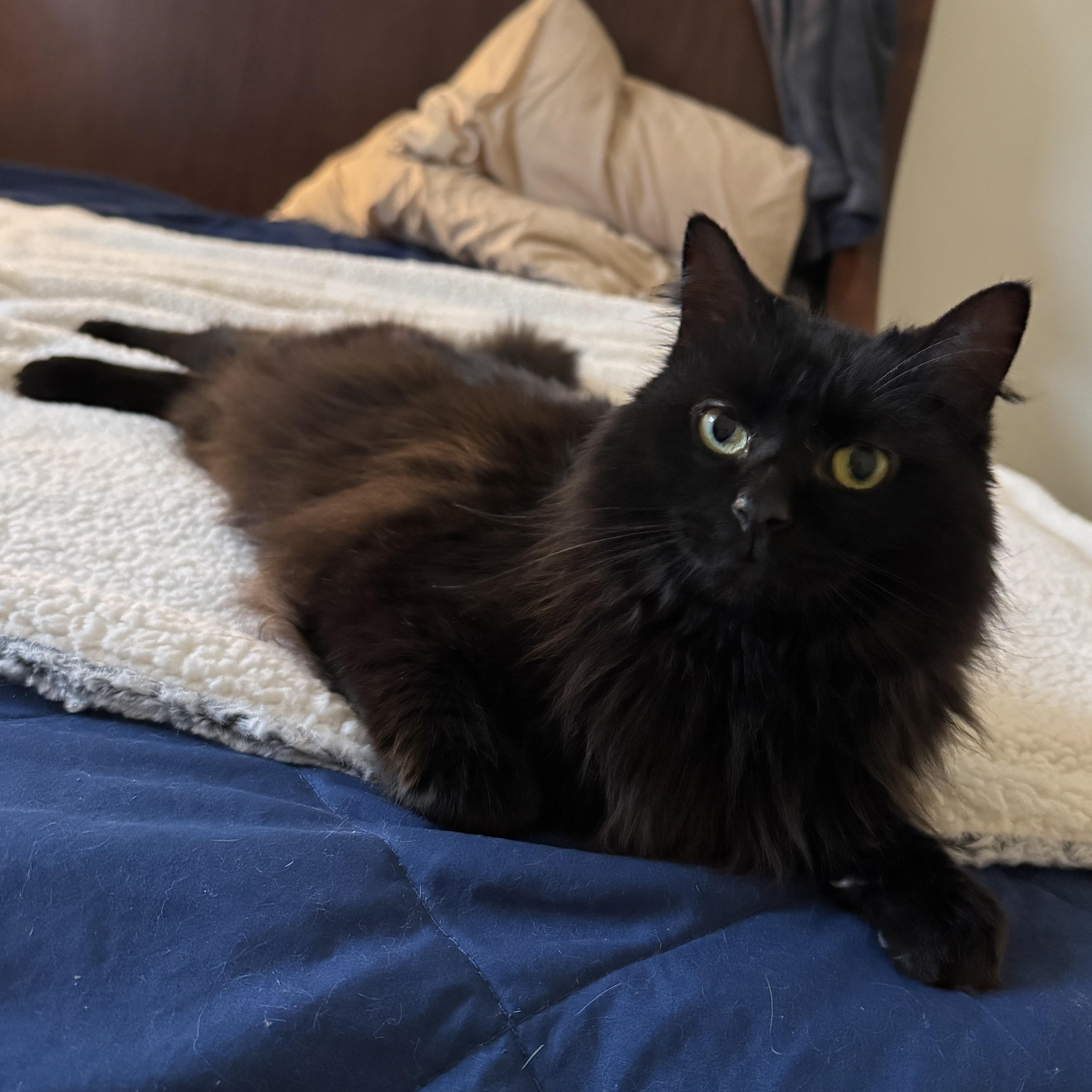 Echo, an adopted Domestic Long Hair in Columbus, OH image 1/5