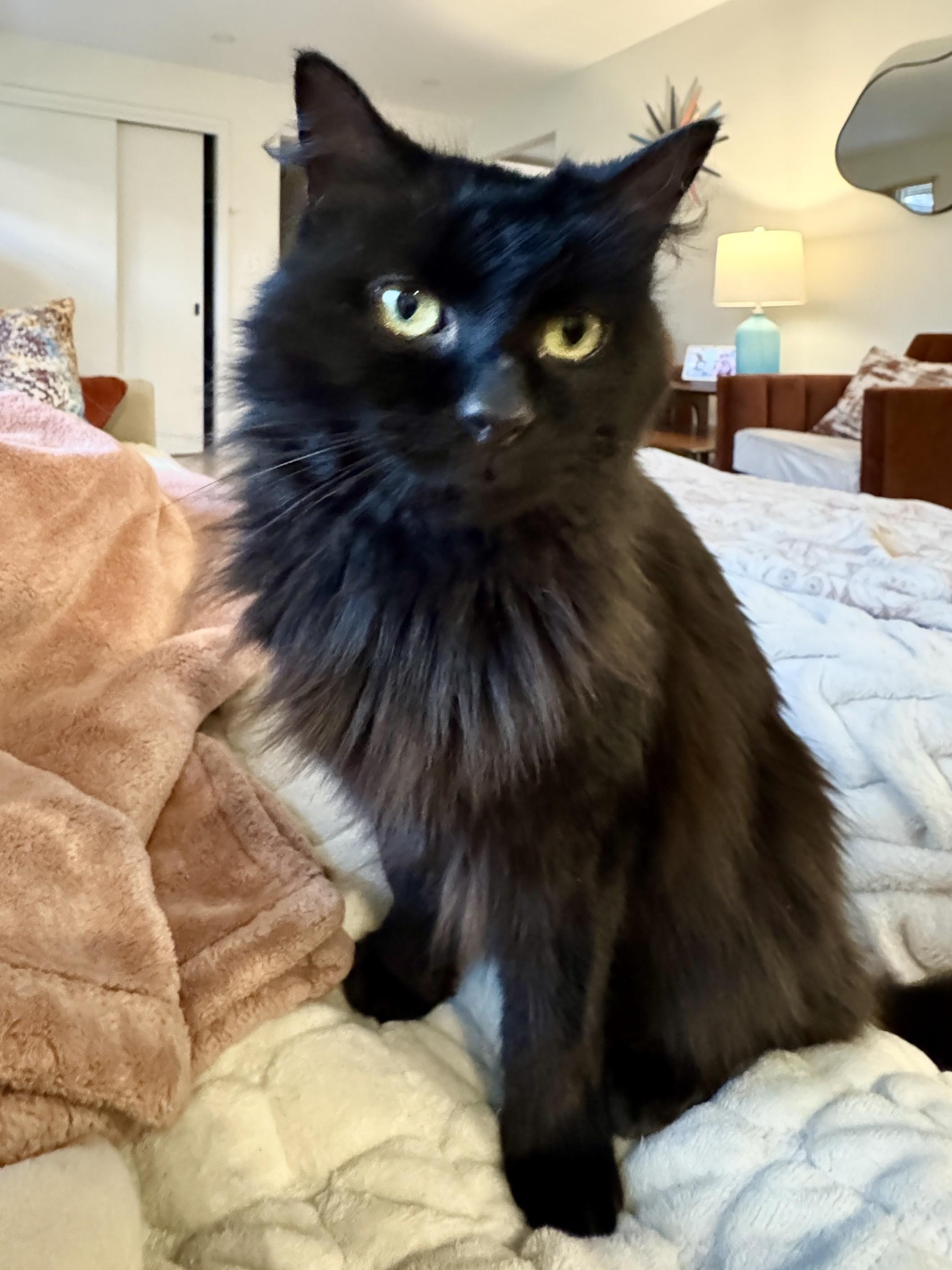 Echo, an adopted Domestic Long Hair in Columbus, OH image 2/5