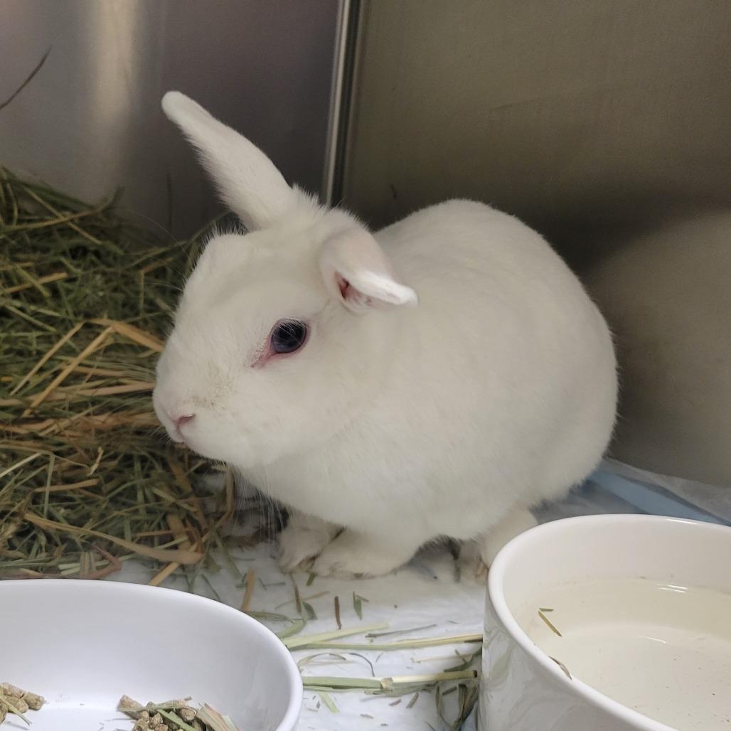 Enlarge Jojo, a Adoptable Florida White in Westminster, CA image 1/1
