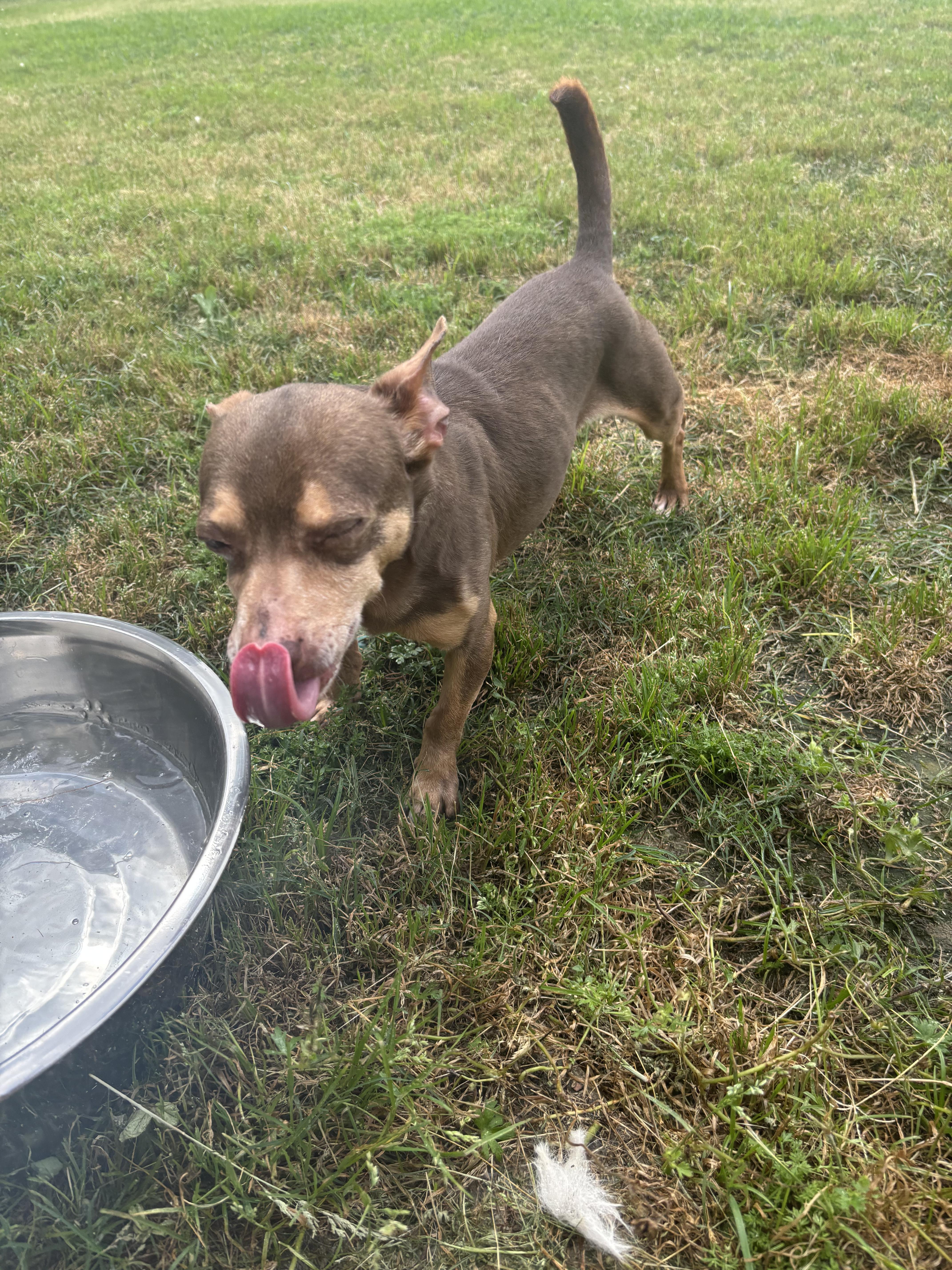 Slippers, an adoptable Chihuahua, Chiweenie in New Orleans, LA, 70116 | Photo Image 4