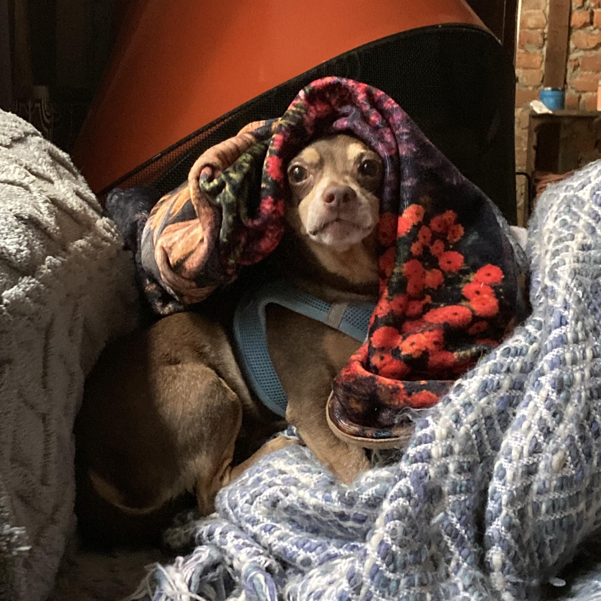 Enlarge Slippers, a Adoptable mixed breed in New Orleans, LA image 6/6
