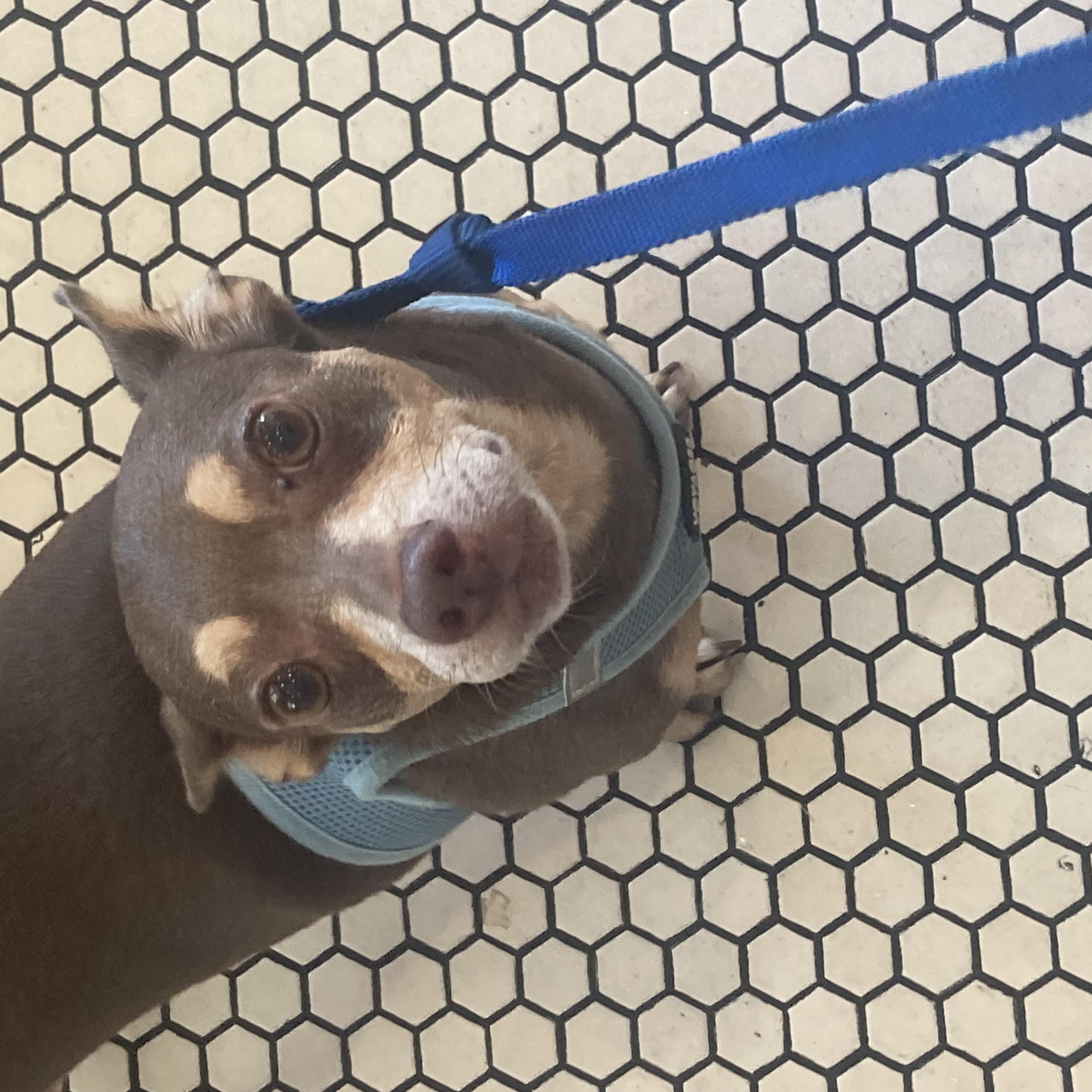 Slippers, an adoptable Chihuahua, Chiweenie in New Orleans, LA, 70116 | Photo Image 3