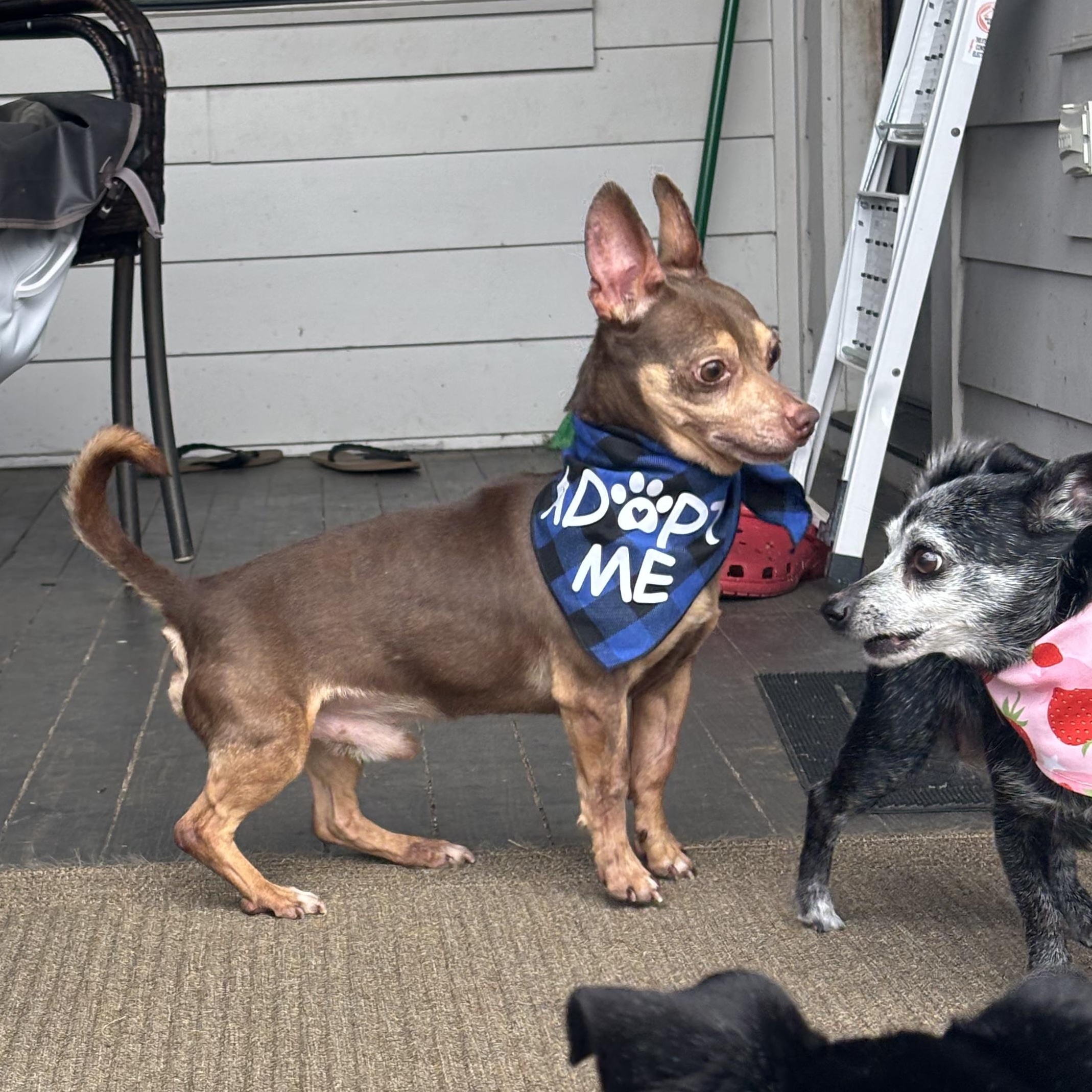 Enlarge Slippers, a Adoptable mixed breed in New Orleans, LA image 2/6