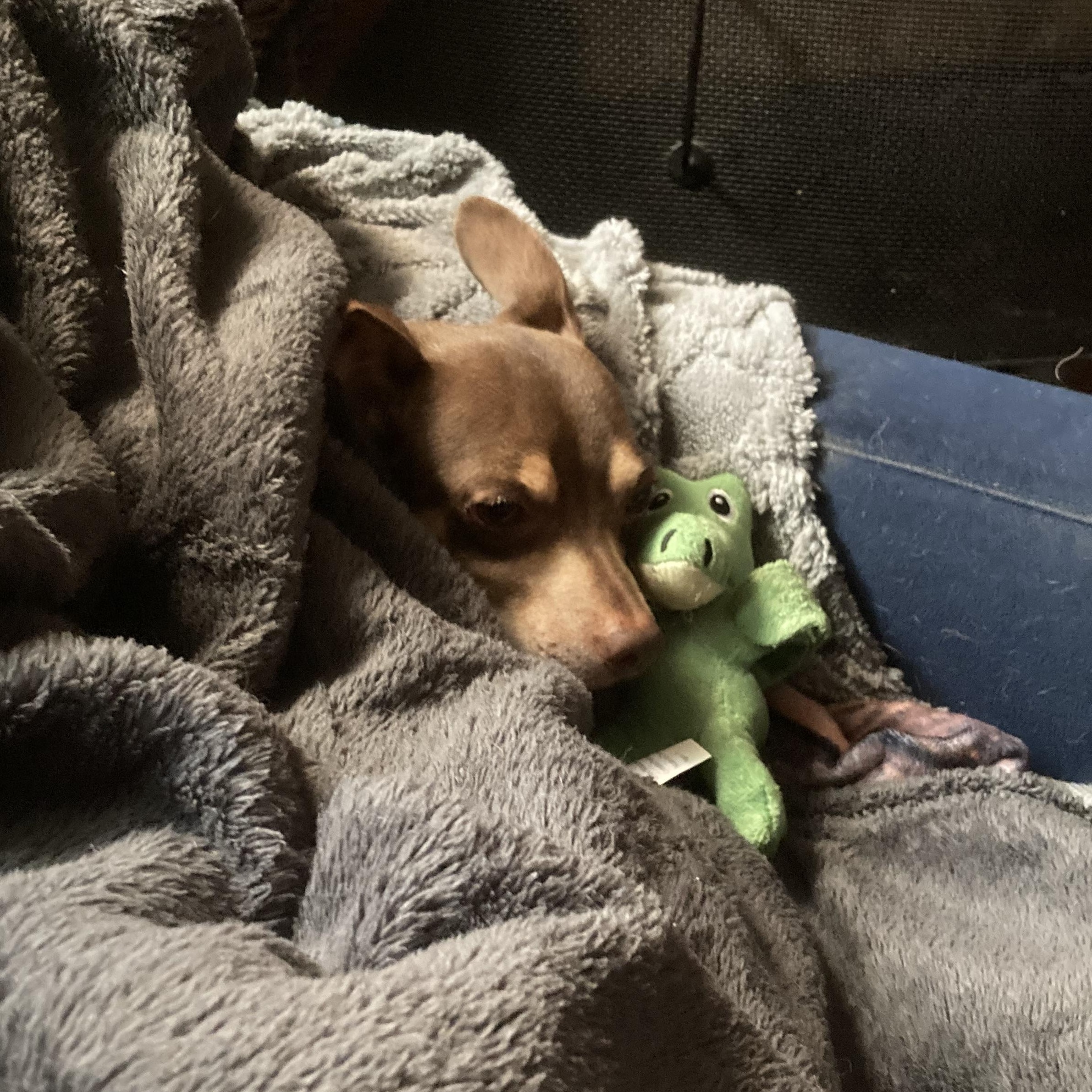 Enlarge Slippers, a Adoptable mixed breed in New Orleans, LA image 5/6