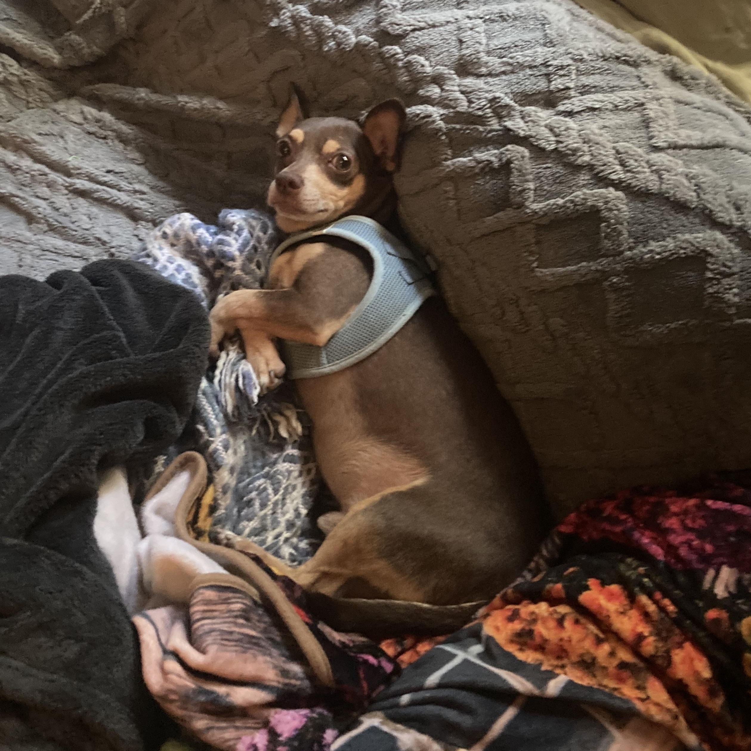 Enlarge Slippers, a Adoptable mixed breed in New Orleans, LA image 1/6