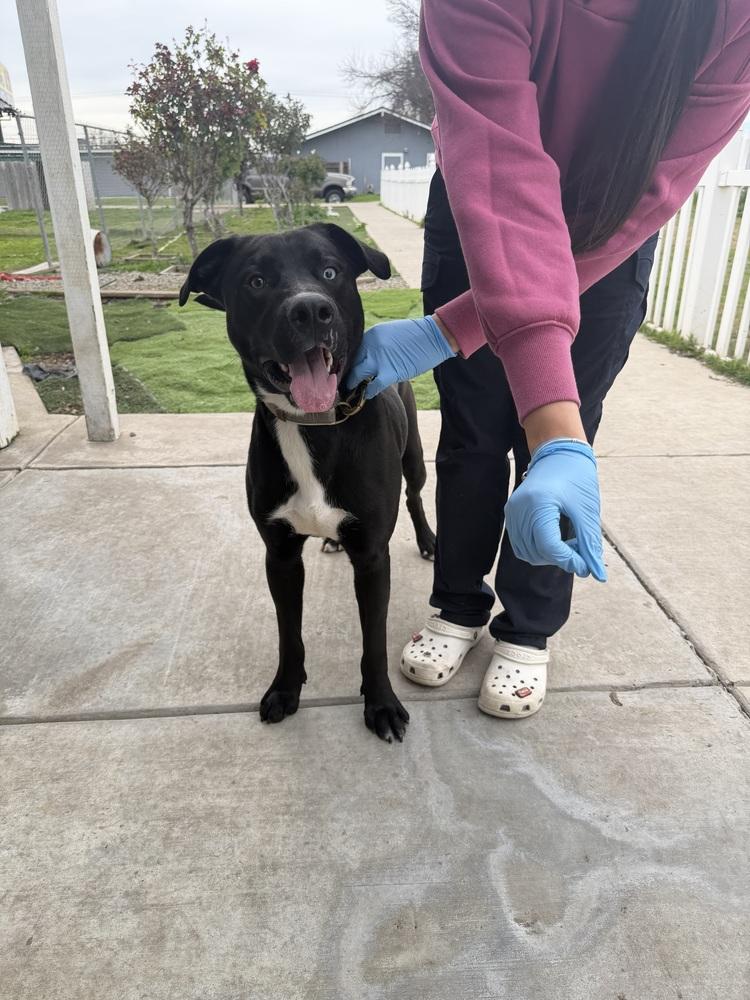 Ethan, Adoptable, Puppy Male Pumi & Husky.