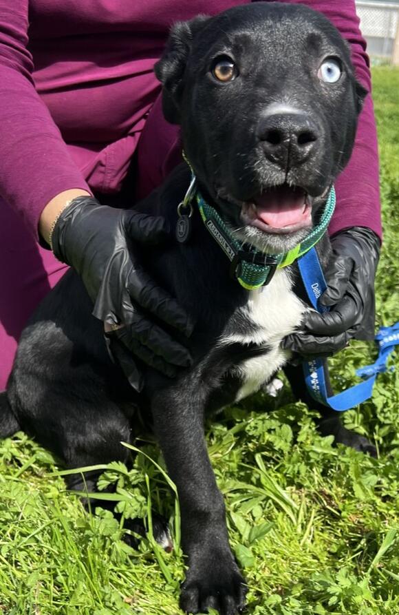 Ethan, a Adoptable mixed breed in Stockton, CA image 1/2