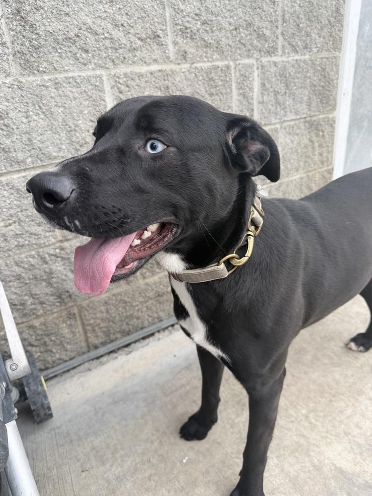 Astro, a Adoptable mixed breed in Stockton, CA image 2/2